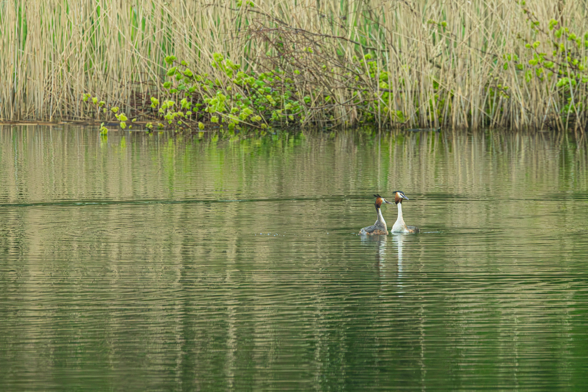 futen in het groen