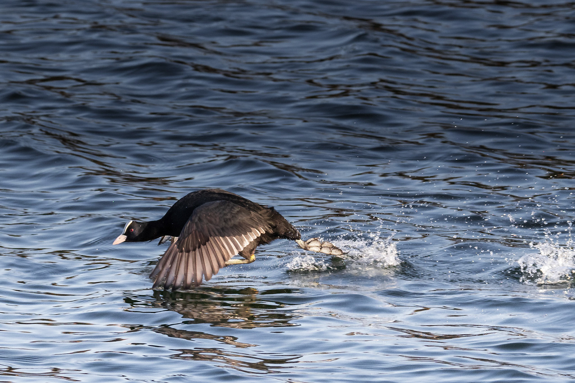 lopen op het water, meerkoet