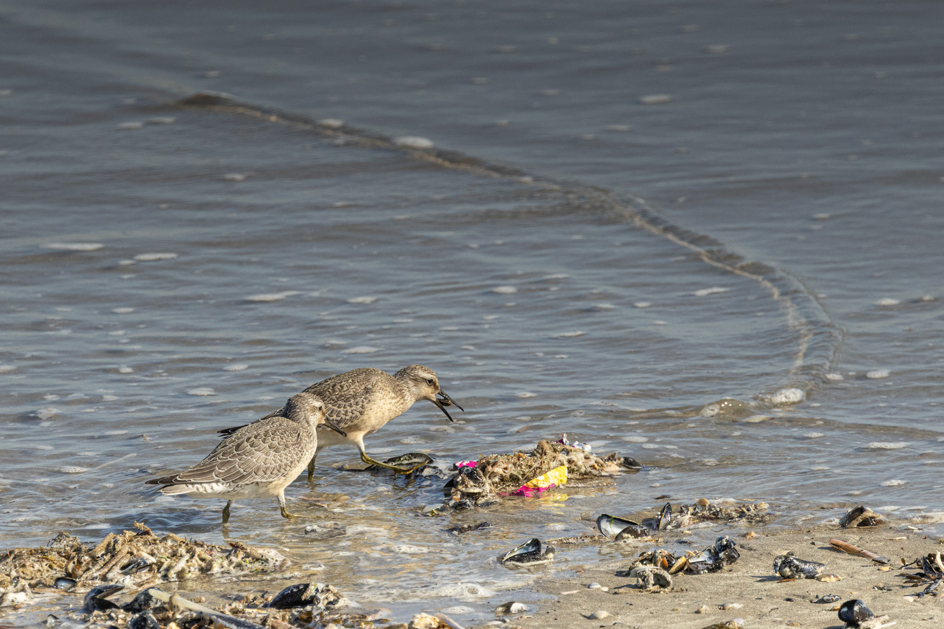 strandjutters kanoetstrandlopers