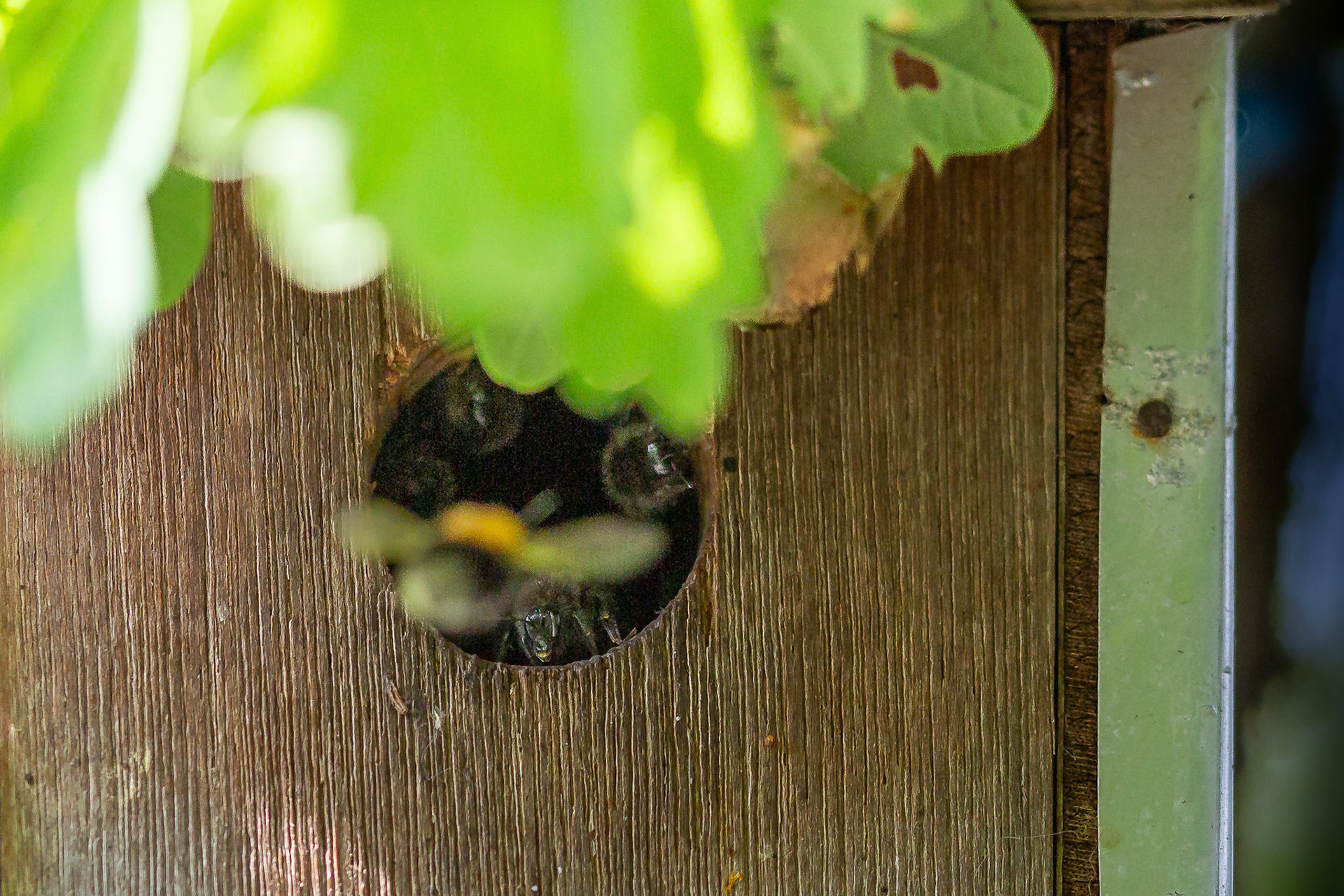 boomhomel komt naar bewaakte nest
