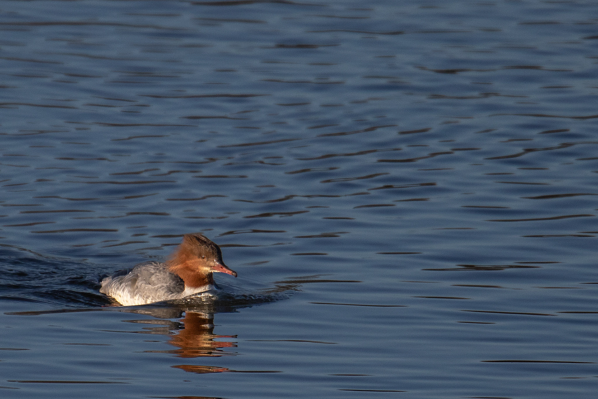 vrouwtje grote zaagbek