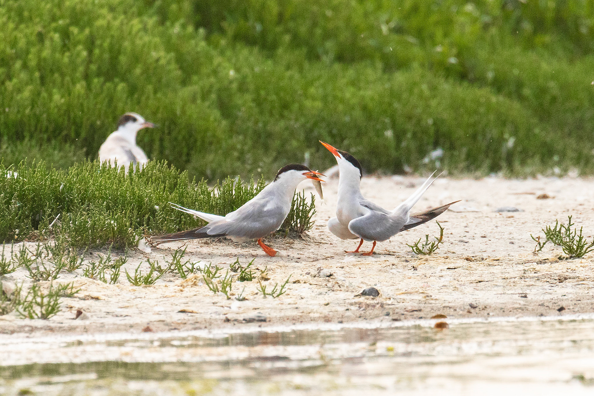 kopel visdief met voedseloverdracht 4