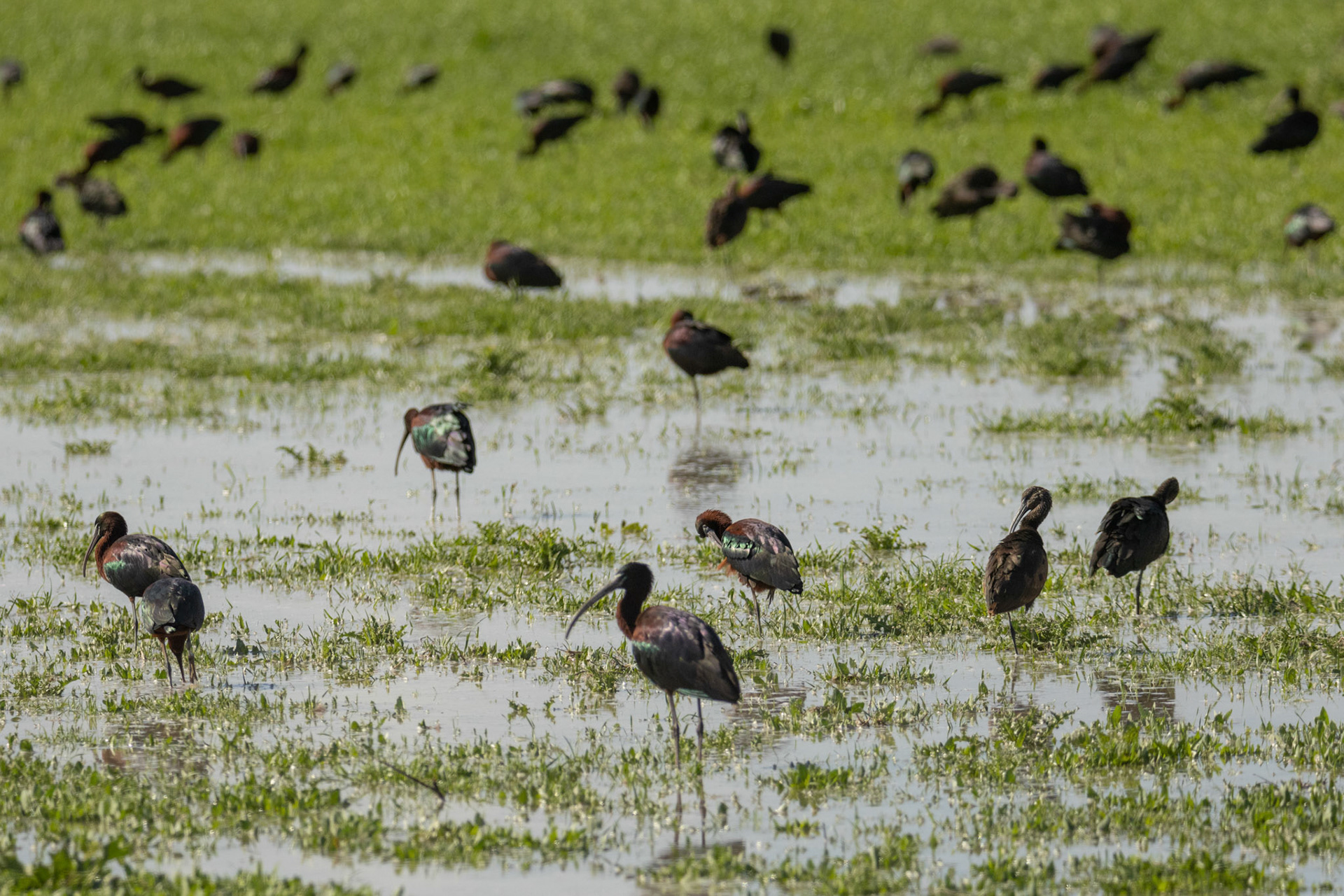  zwarte ibissen El Hondo SP
