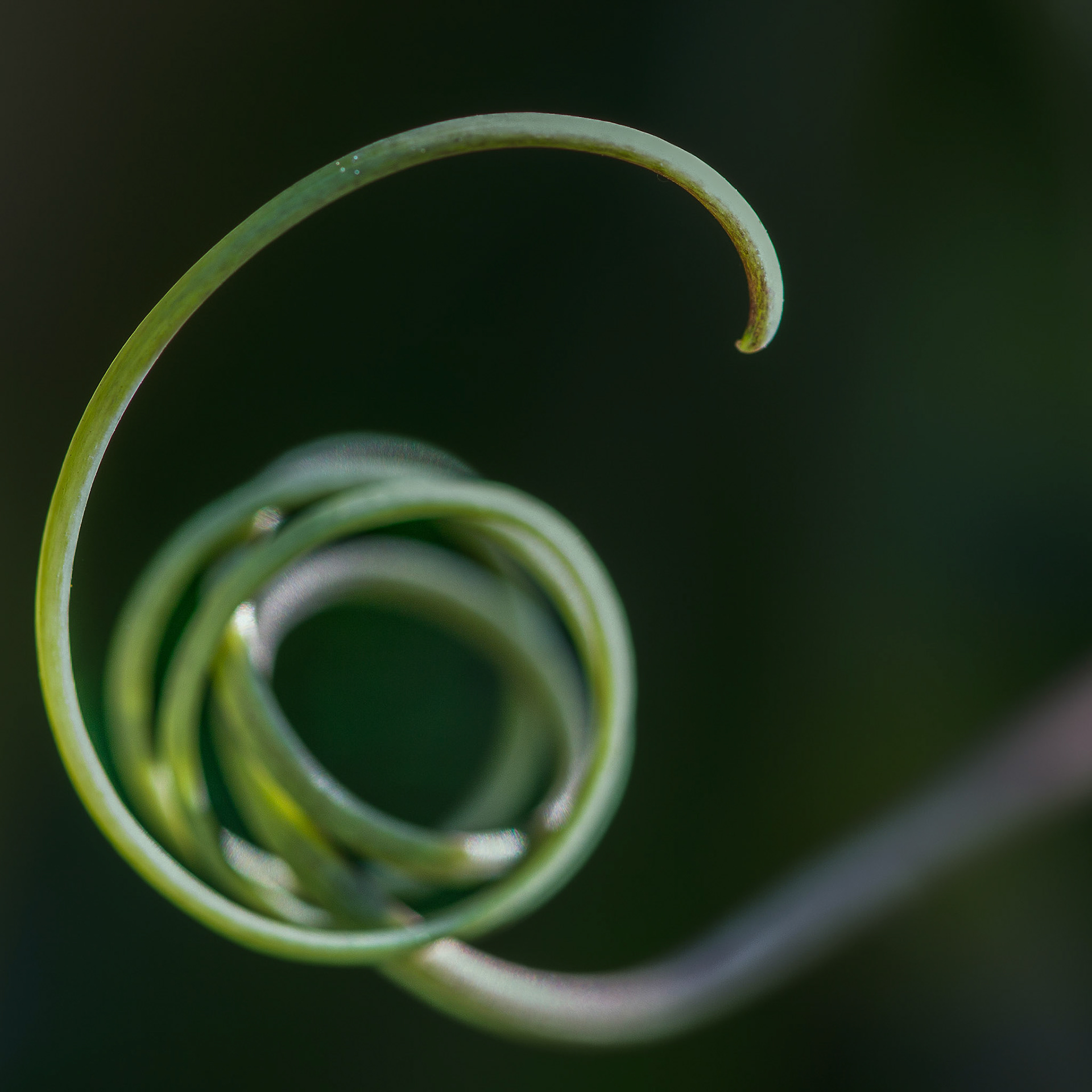 stengelrank, supermacro