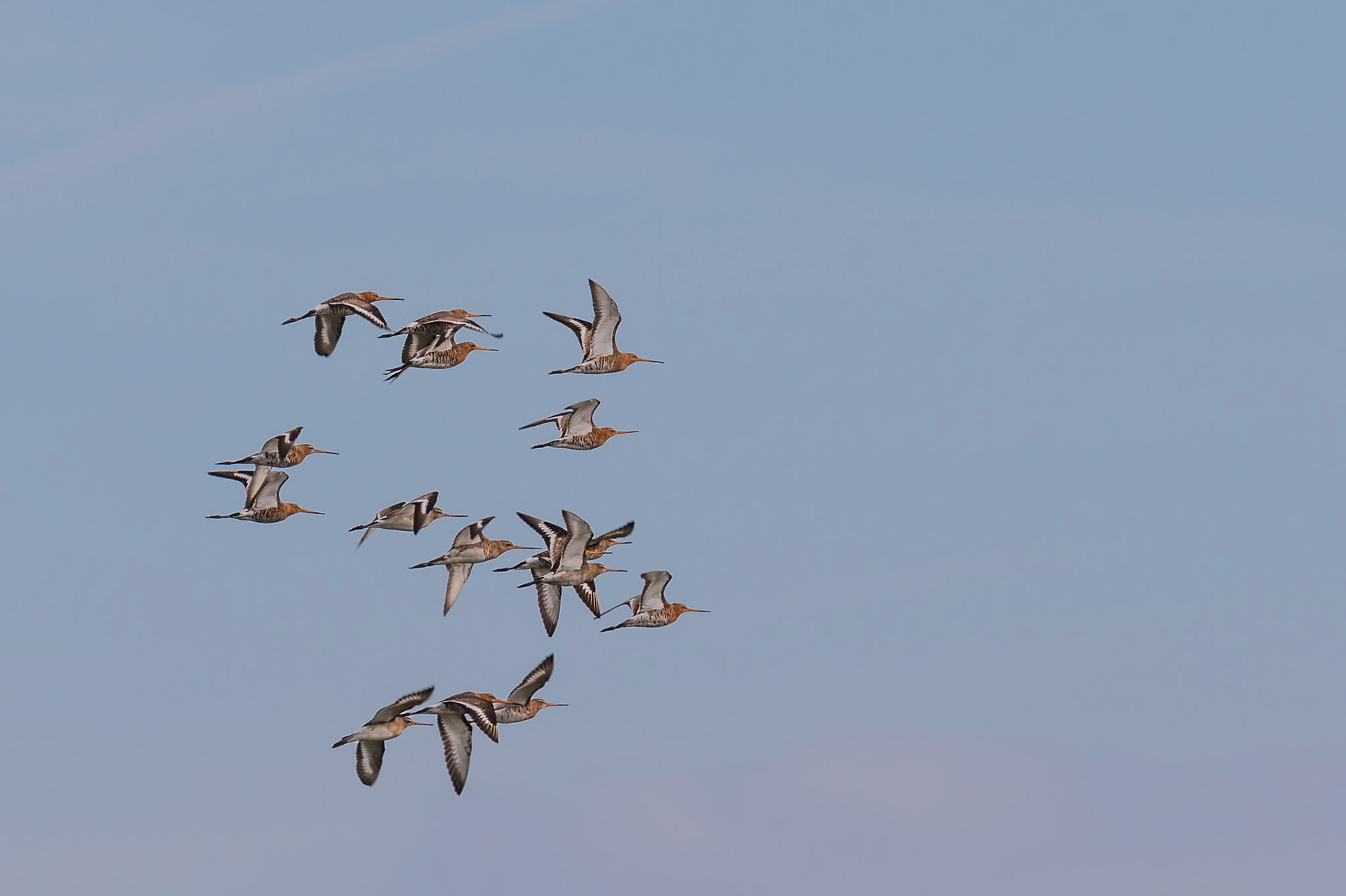 bodes van de Lente, uit het zuiden een vlucht grutto's 