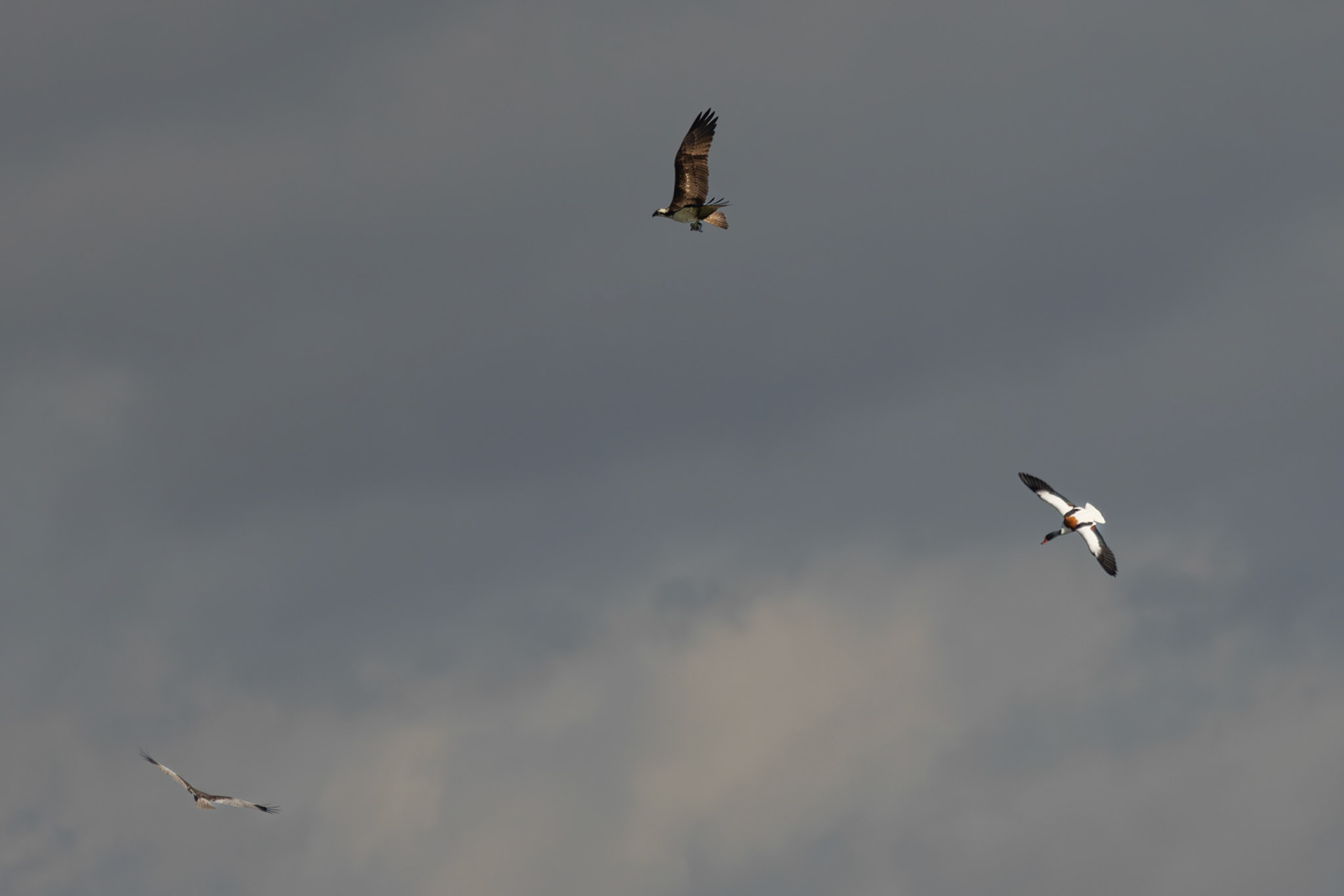 koppel bruine kiekndief hebben een juv bergeend geslagen