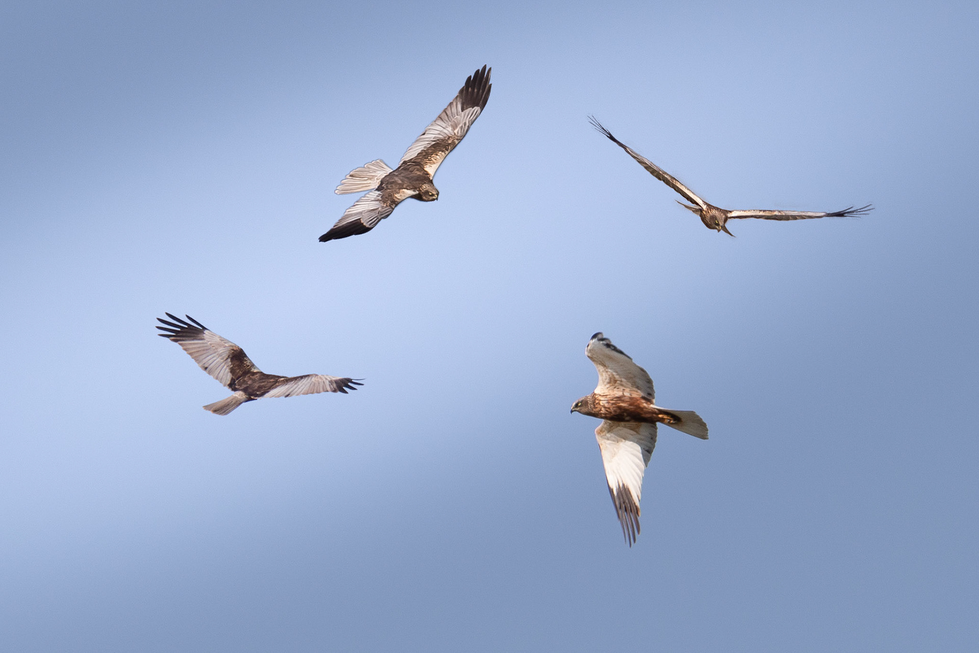 studie man bruine kiekendief