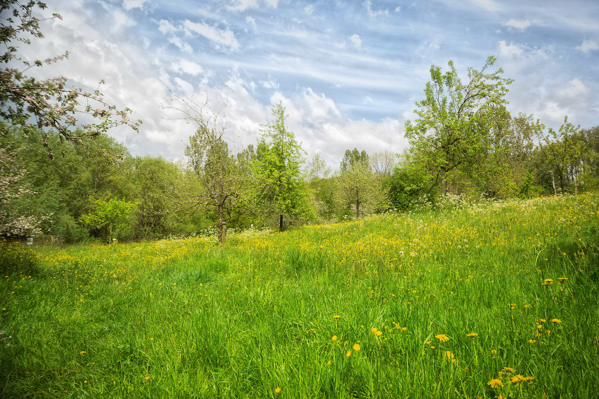 lenteweide te Burreken