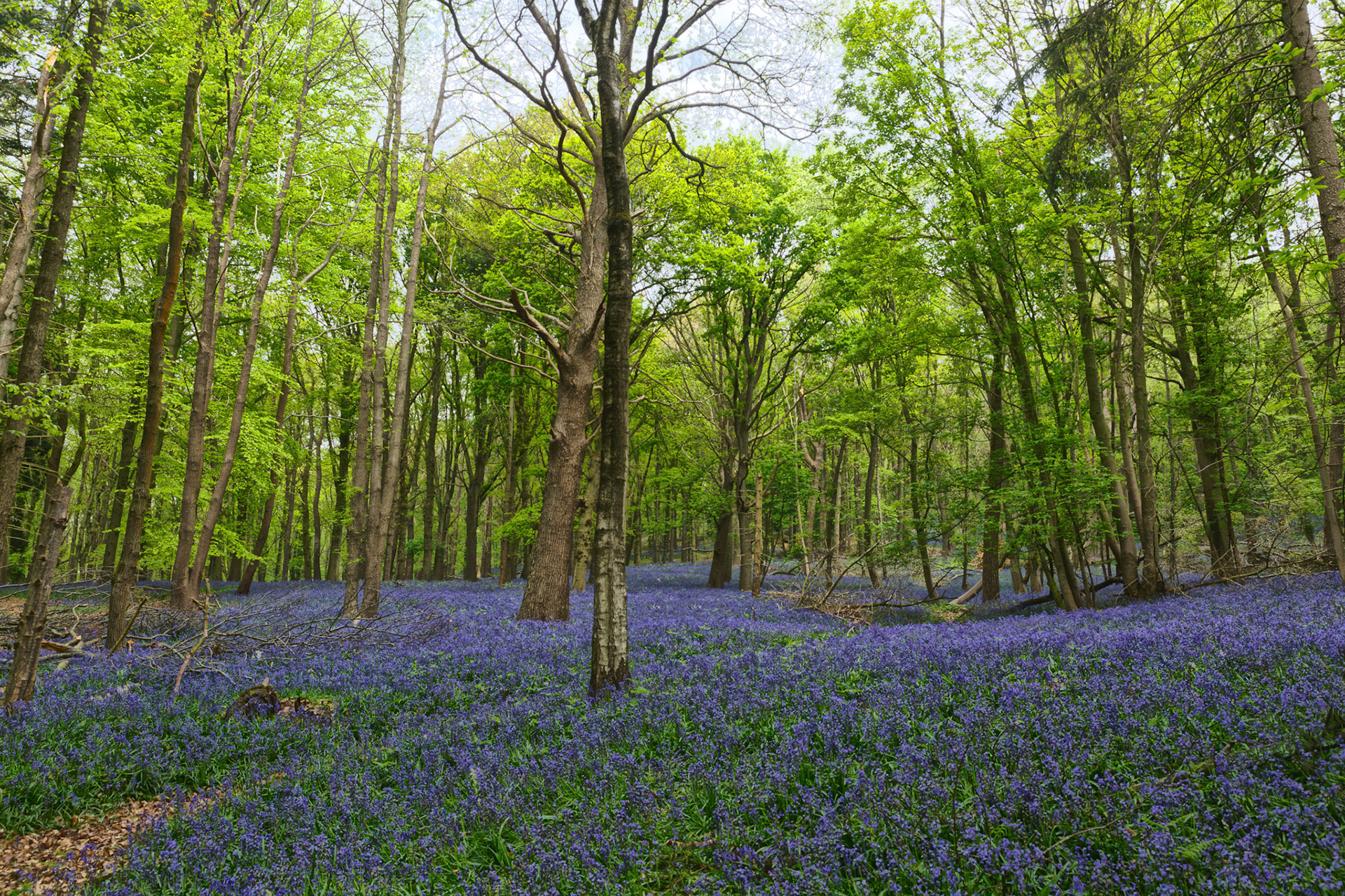 boshyacinten op Kemmelberg