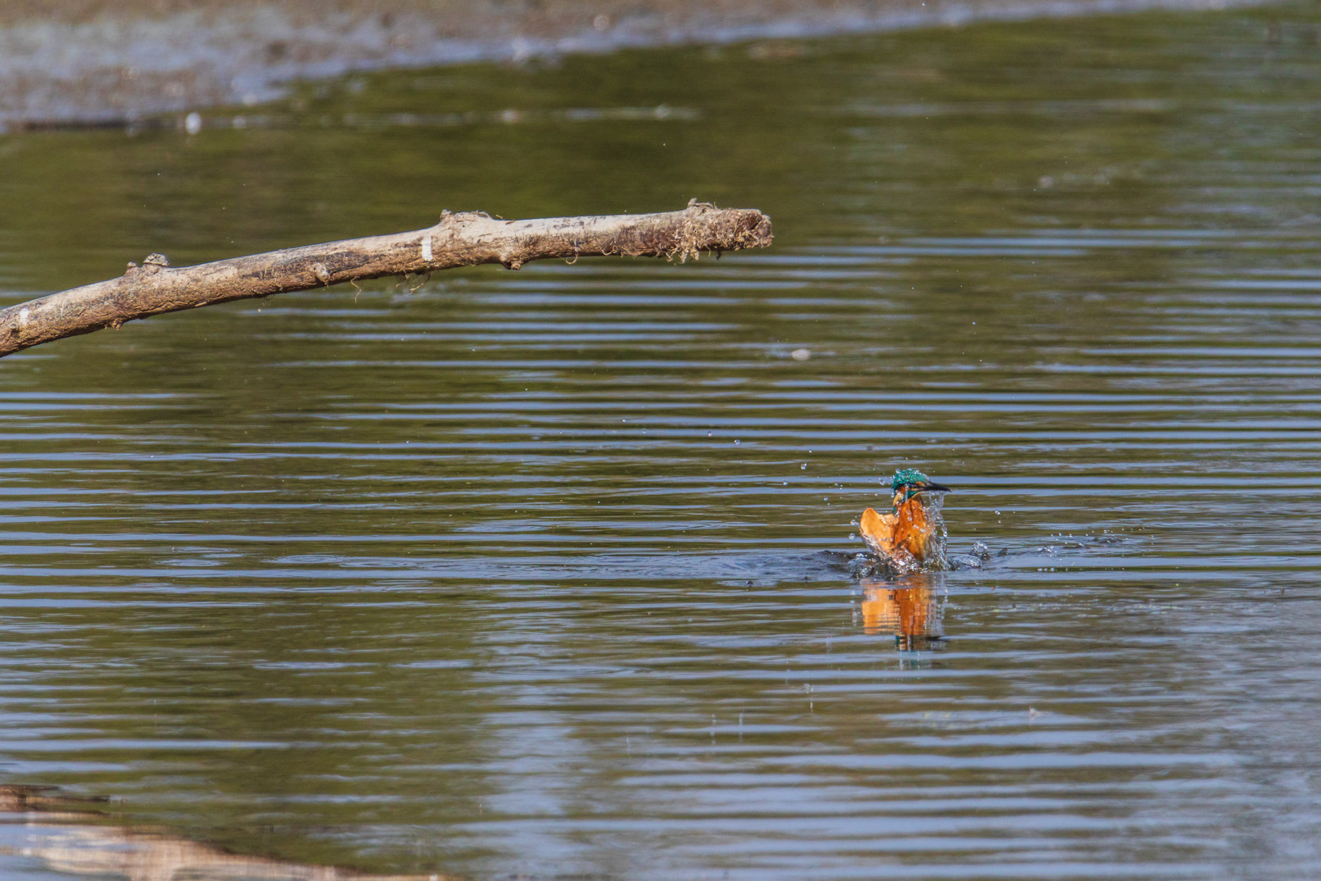 ijsvogel  duikt , foto 5