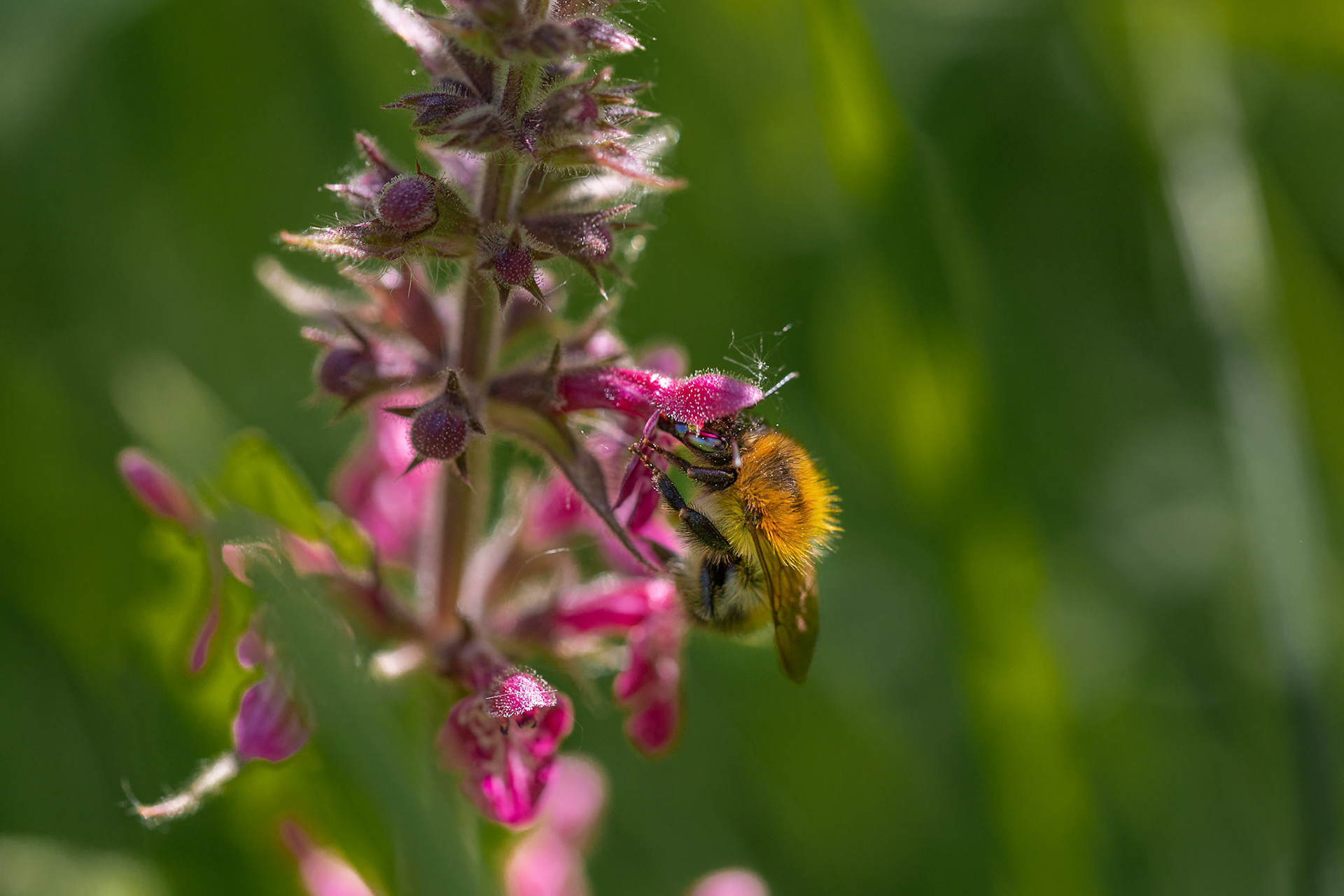 bosandoorn met hommel