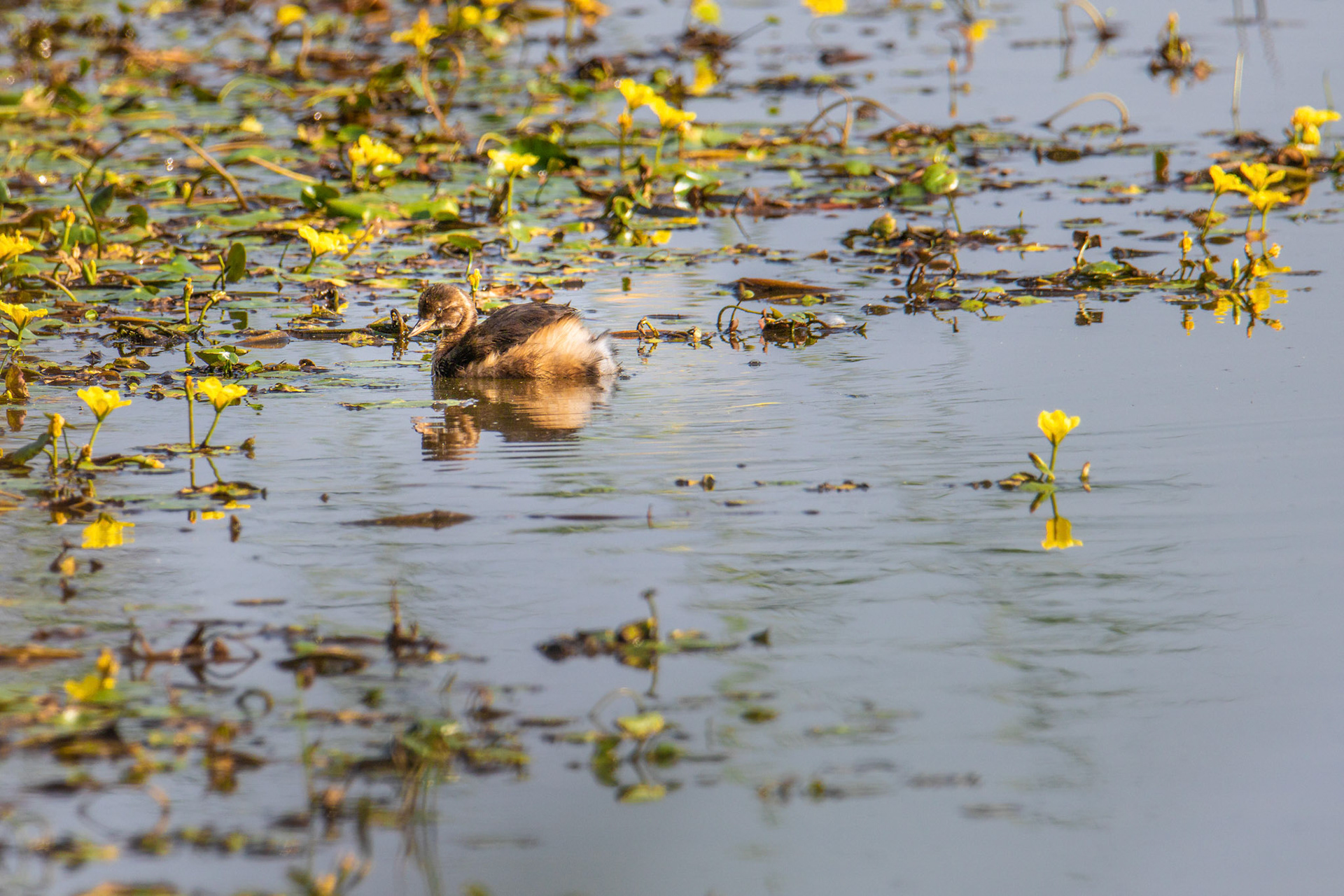 dodaars tussen gele plomp