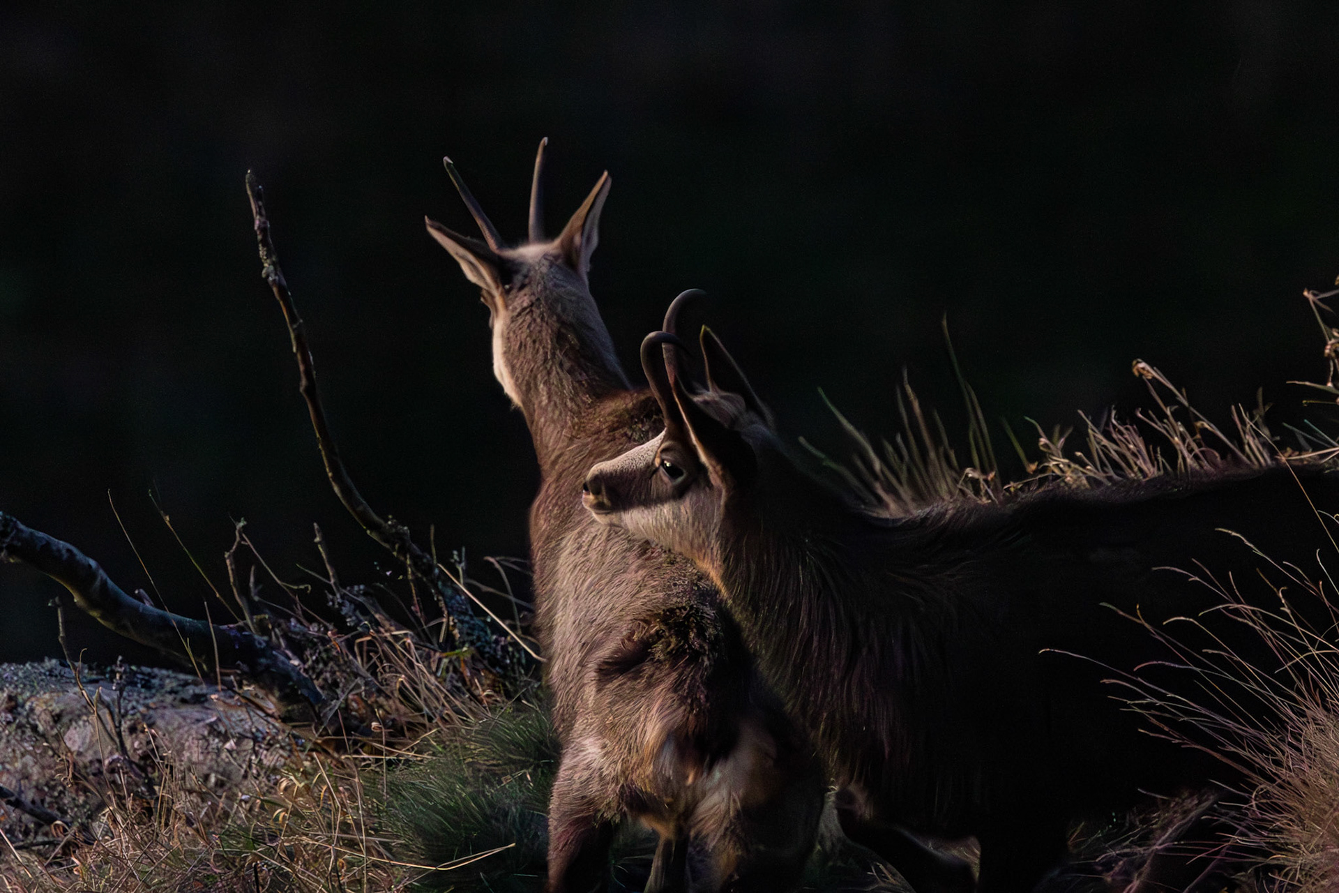 gems Vogezen Hohneck