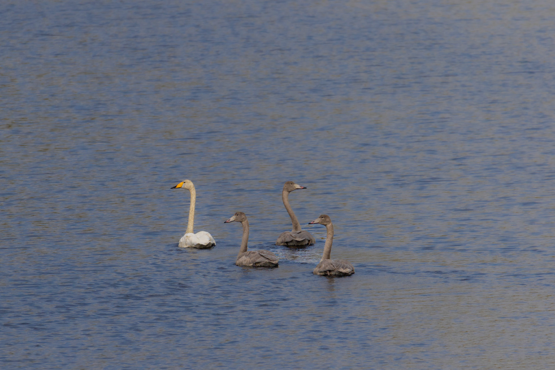 Wilde Zwaan adult en 3 juvenile 