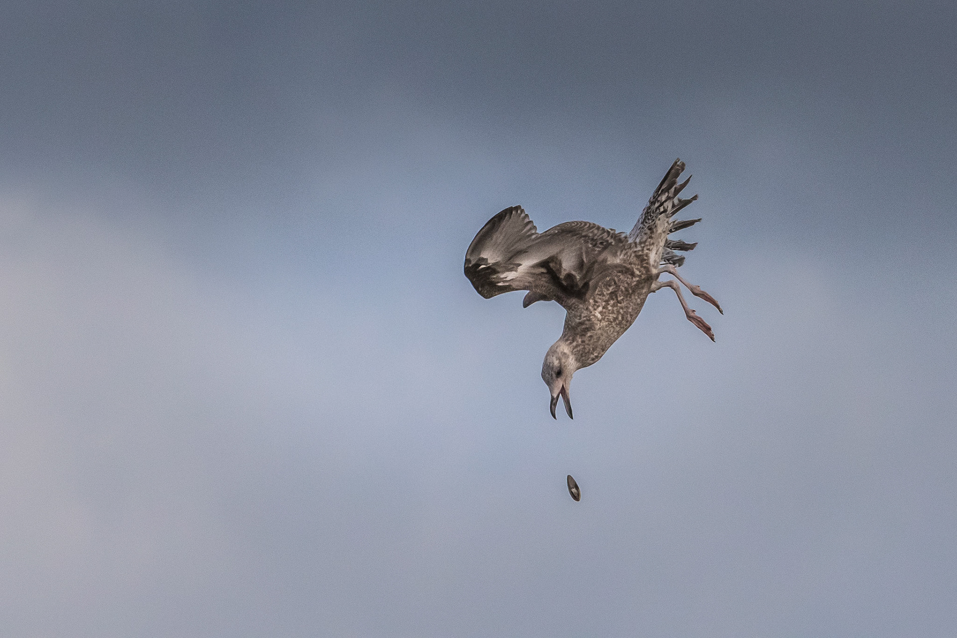 juf zilvermeeuw leert mossel openen