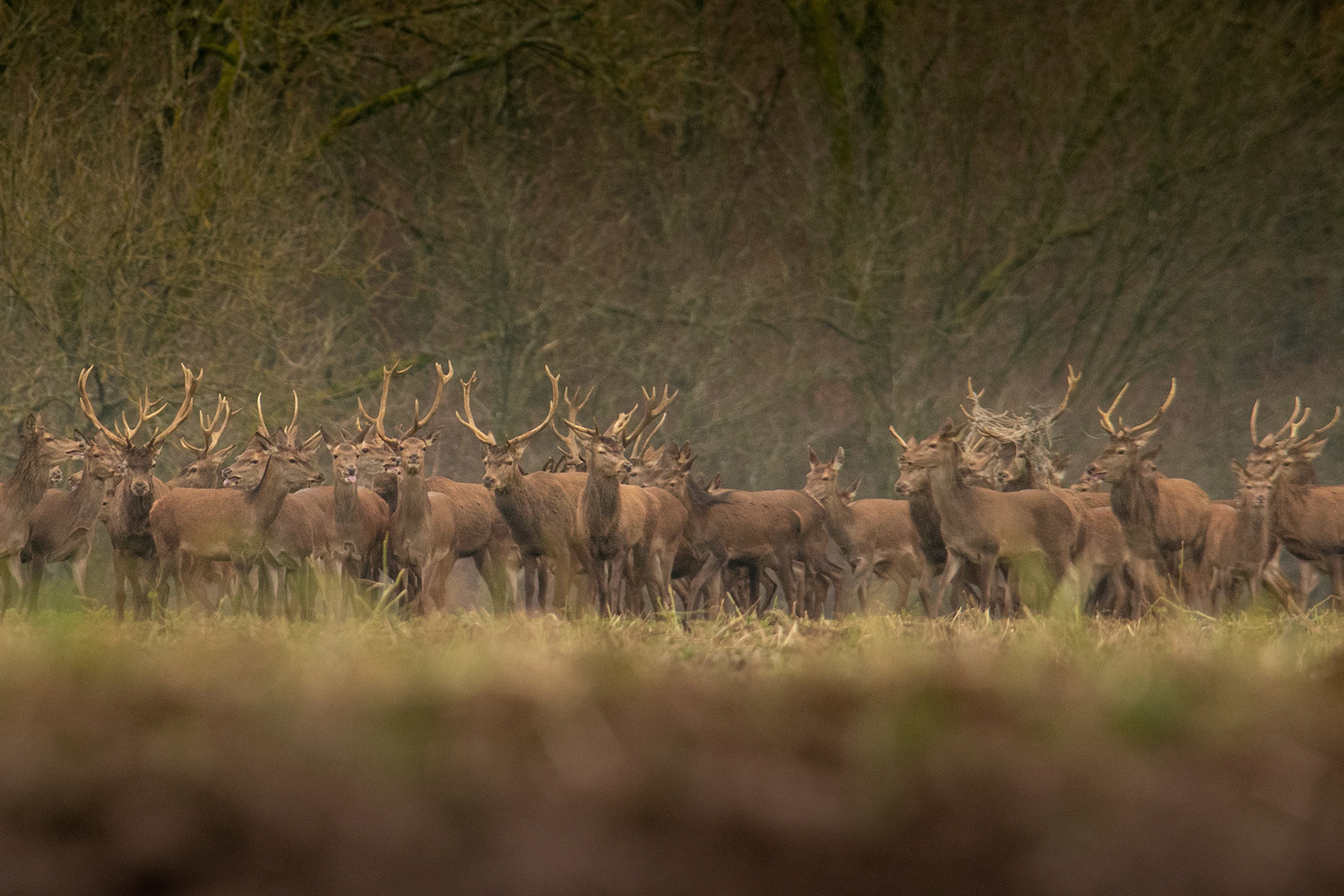 Herten aan de bosrand tijdens de jacht. Aisne, Barisis, France