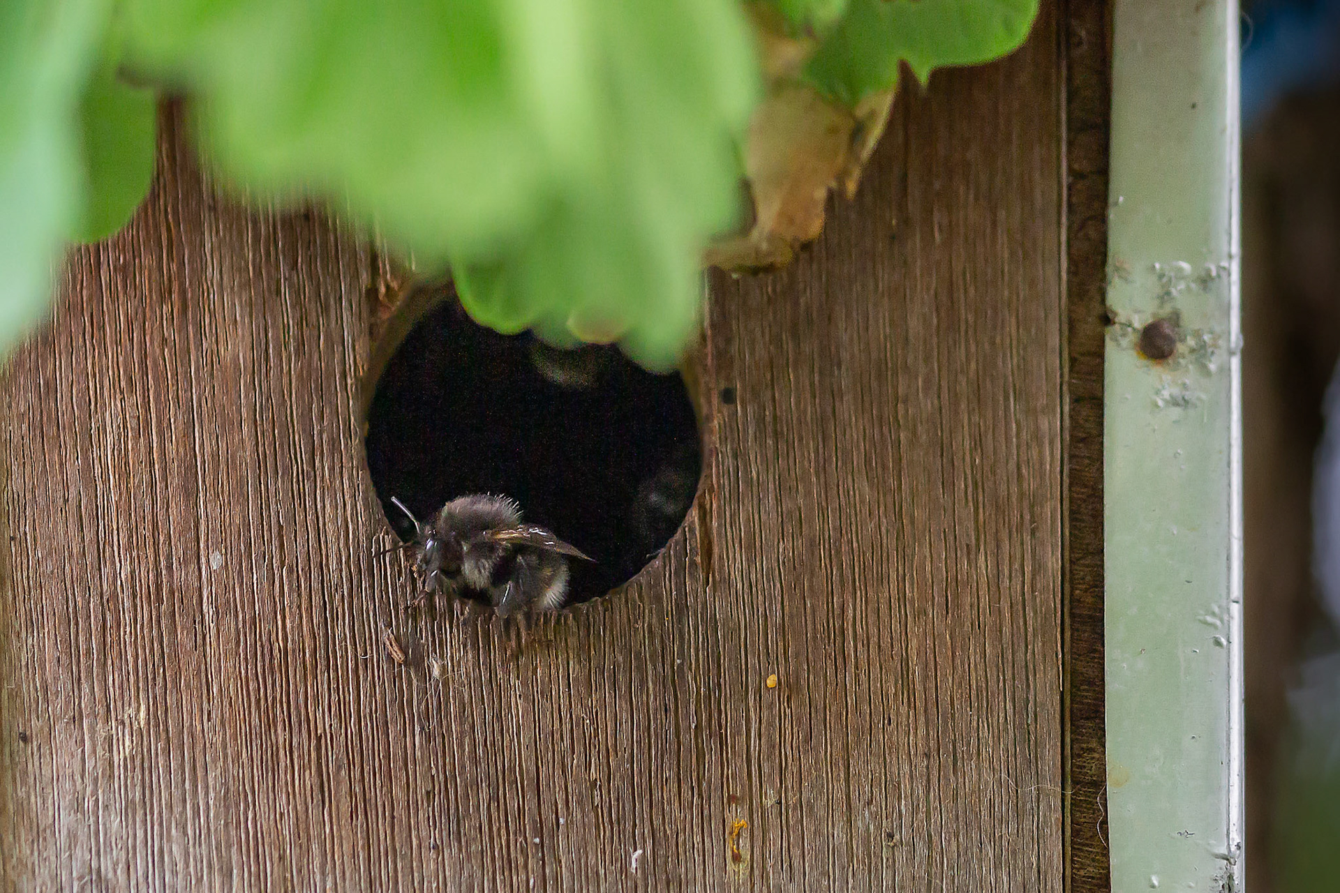 boomhommel werkster wachter