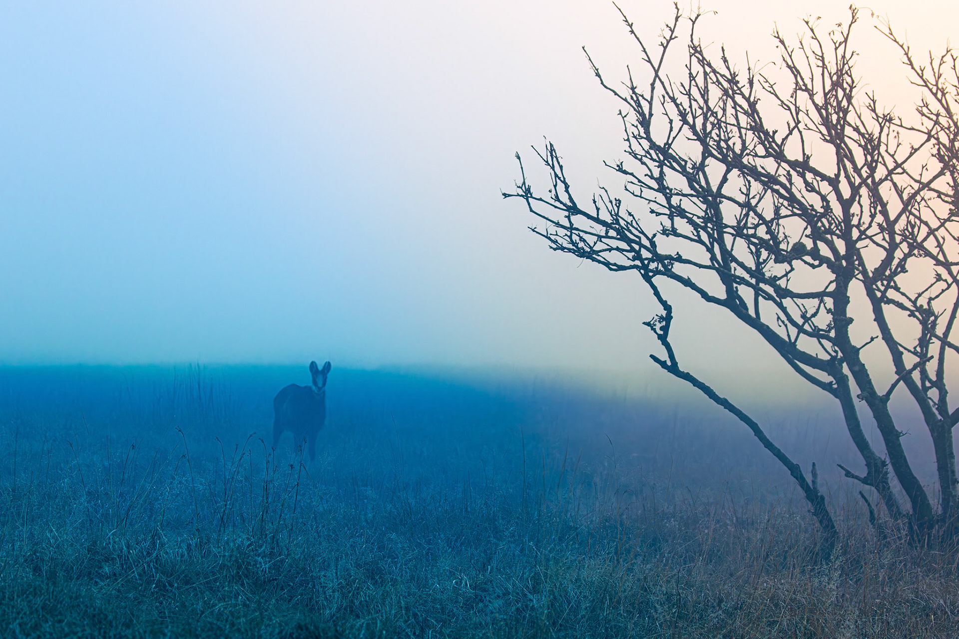 gems Vogezen Hohneck