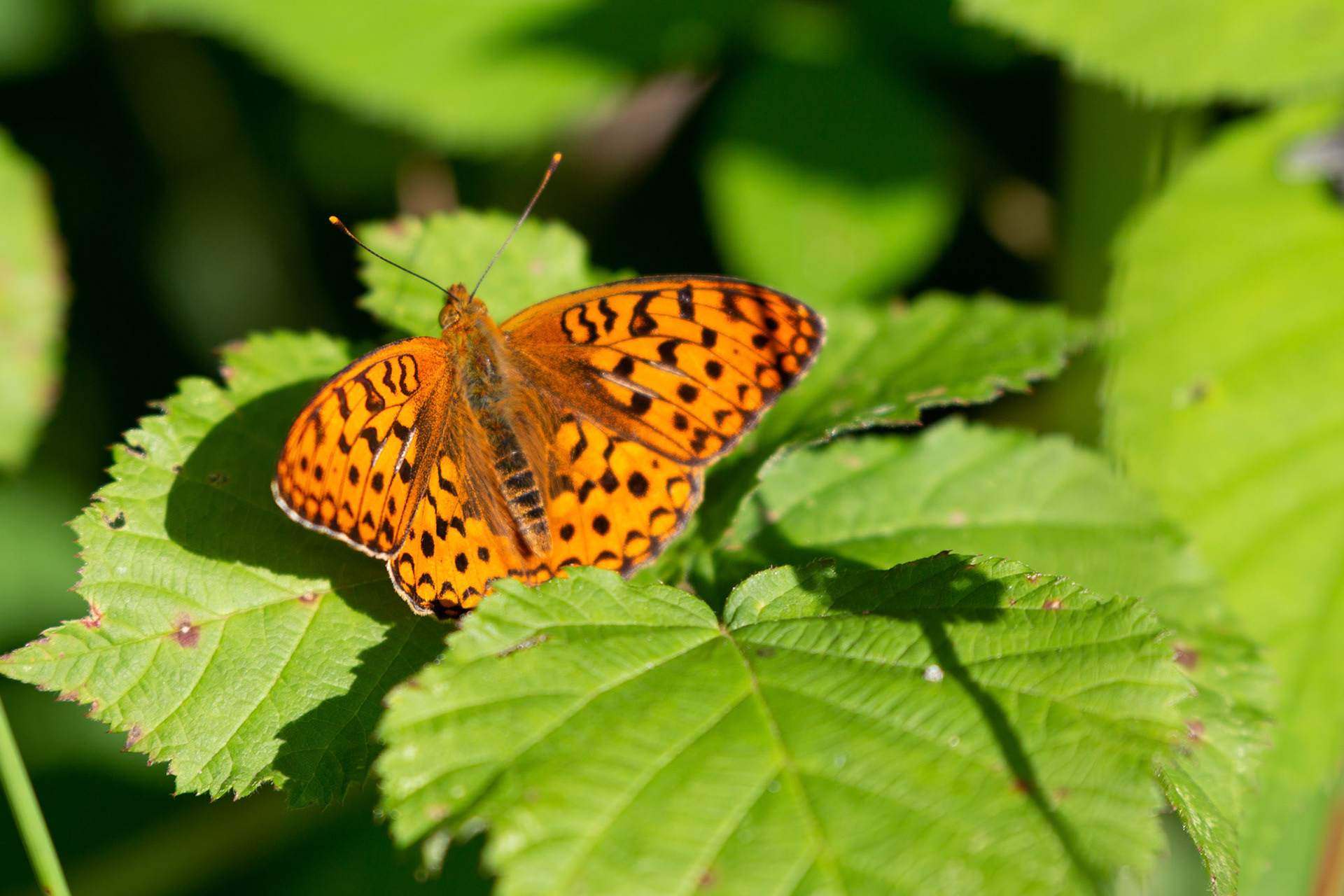 bosrandparelmoervlinder