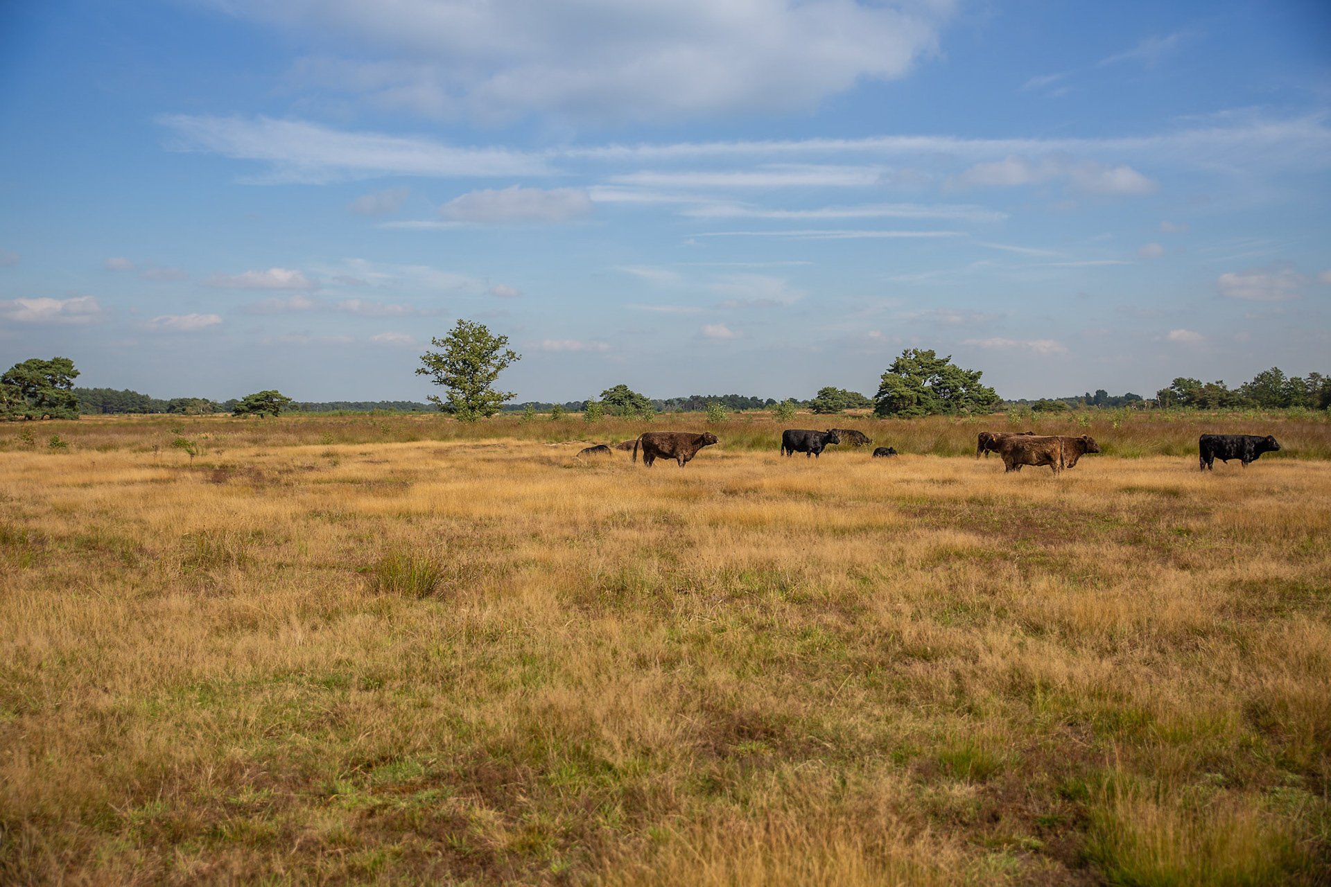 Galloway koeien op het plateau (nl)