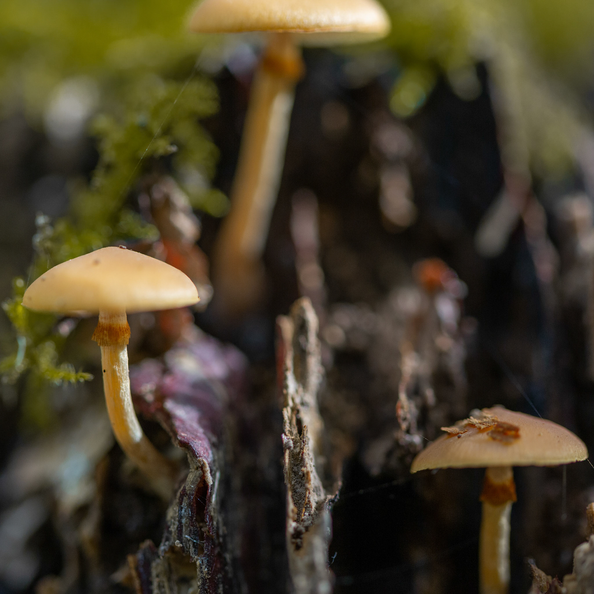 paddenstoelen Gavers Harelbeke 2022