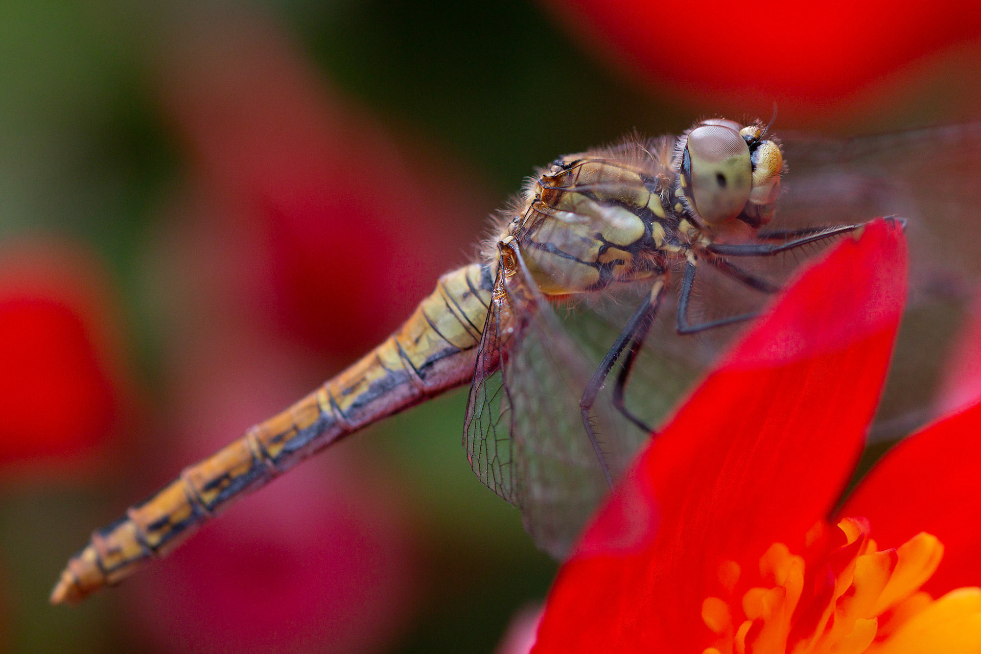vuurrode heidelibelle vr