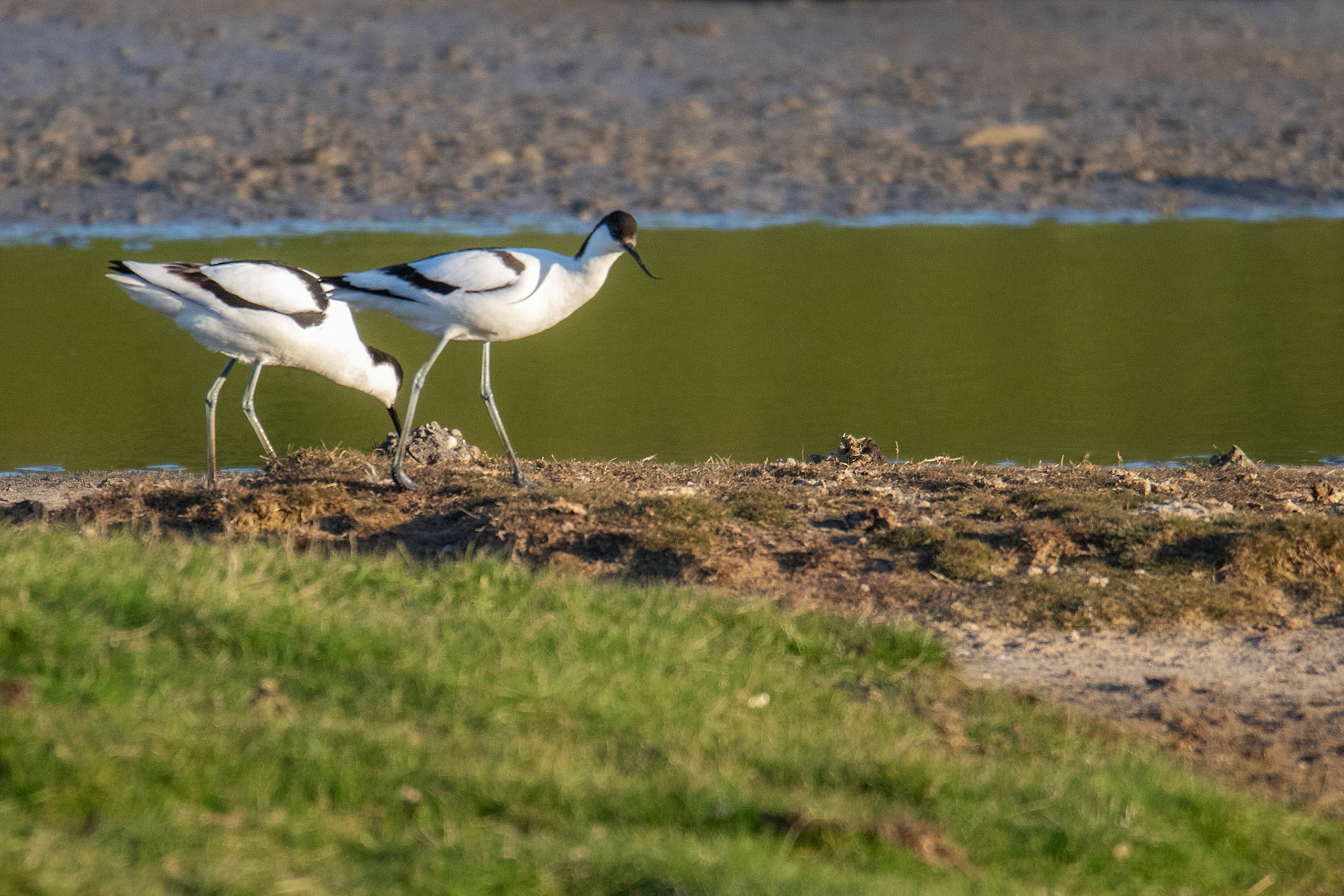 koppel kluten bij nest