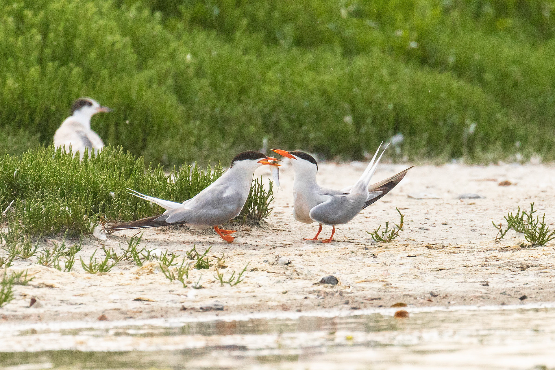 voedseloverdracht van koppel visdieven 3