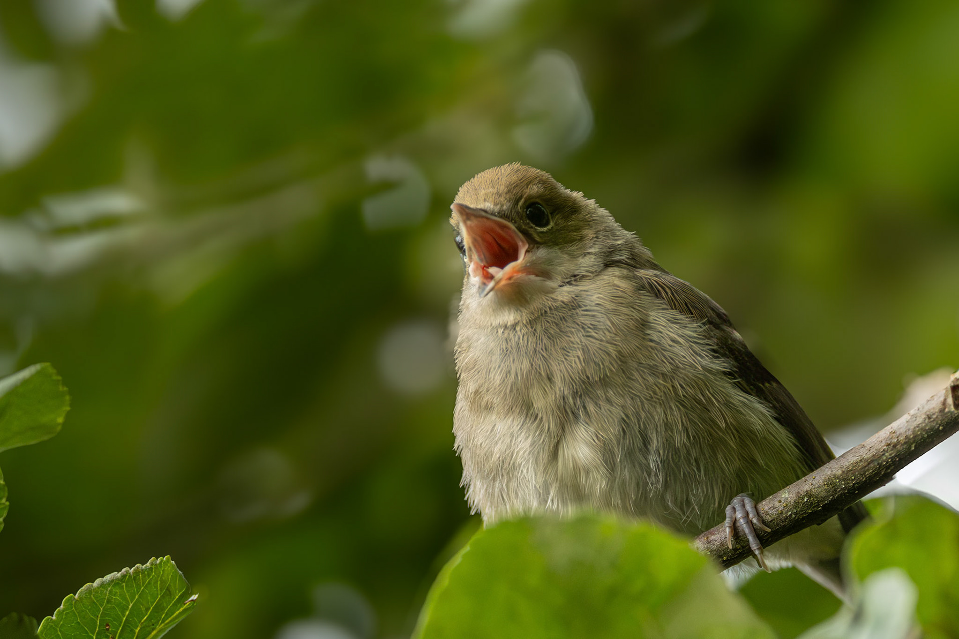 juviniele zwartkop in onze tuin