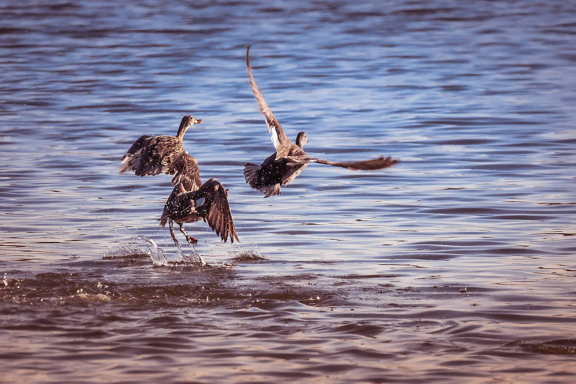 vluchtende krakeenden