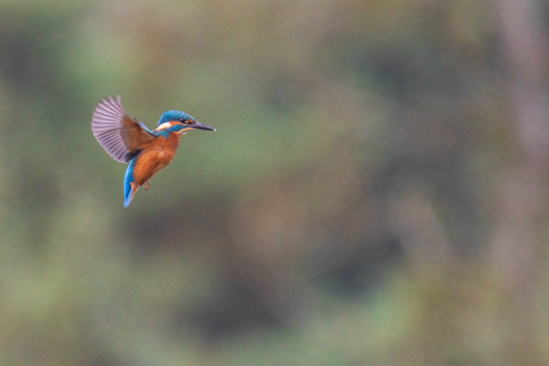 ijsvogel bidt foto 3