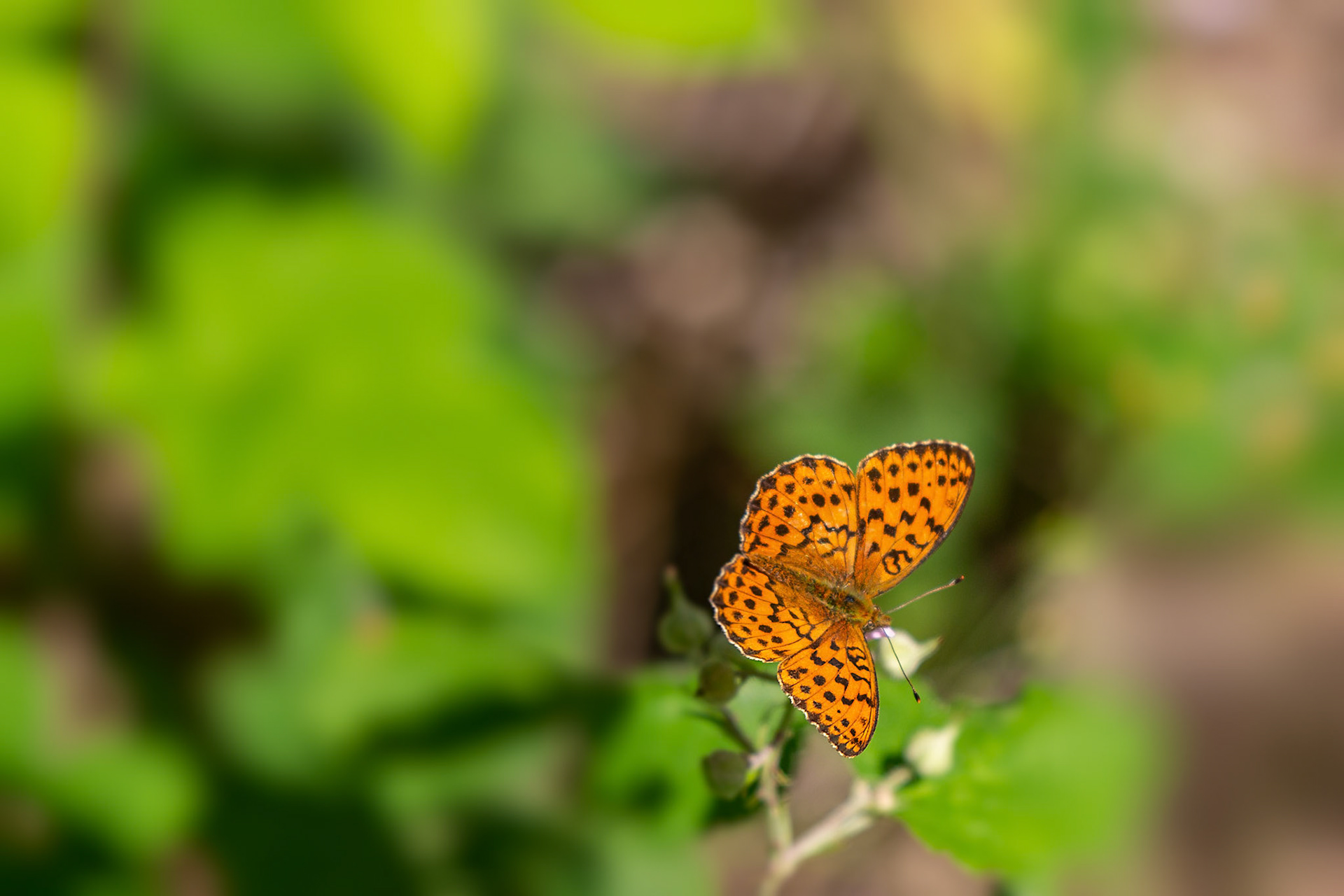 braamparelmoervlinder