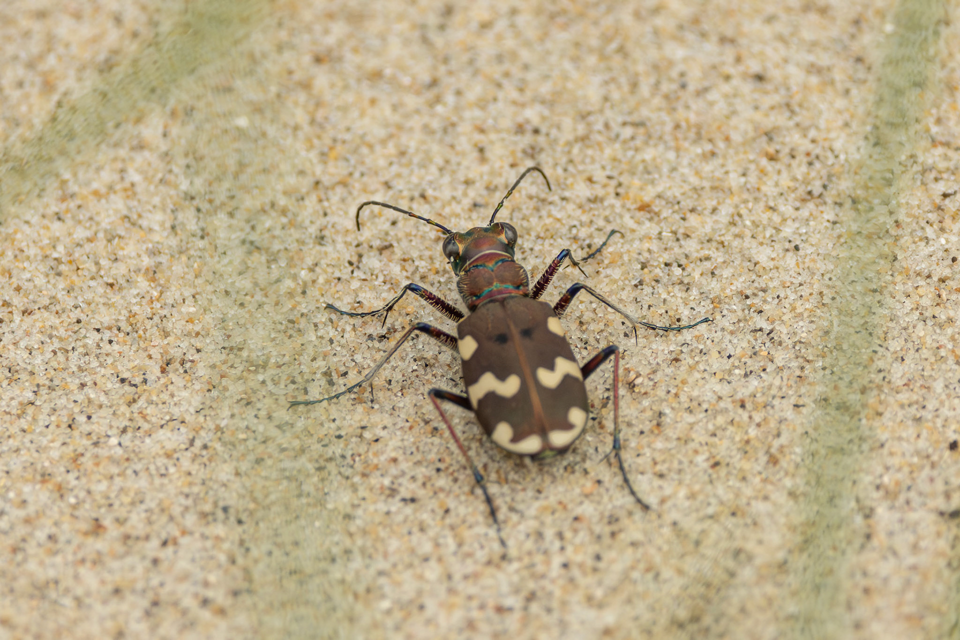 bastaard zandloopkever