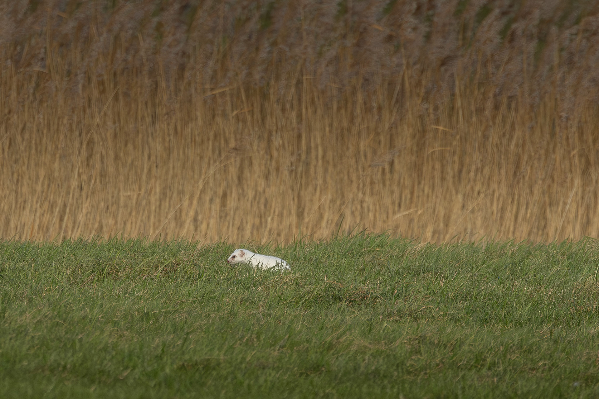 hermelijn in winterkleed