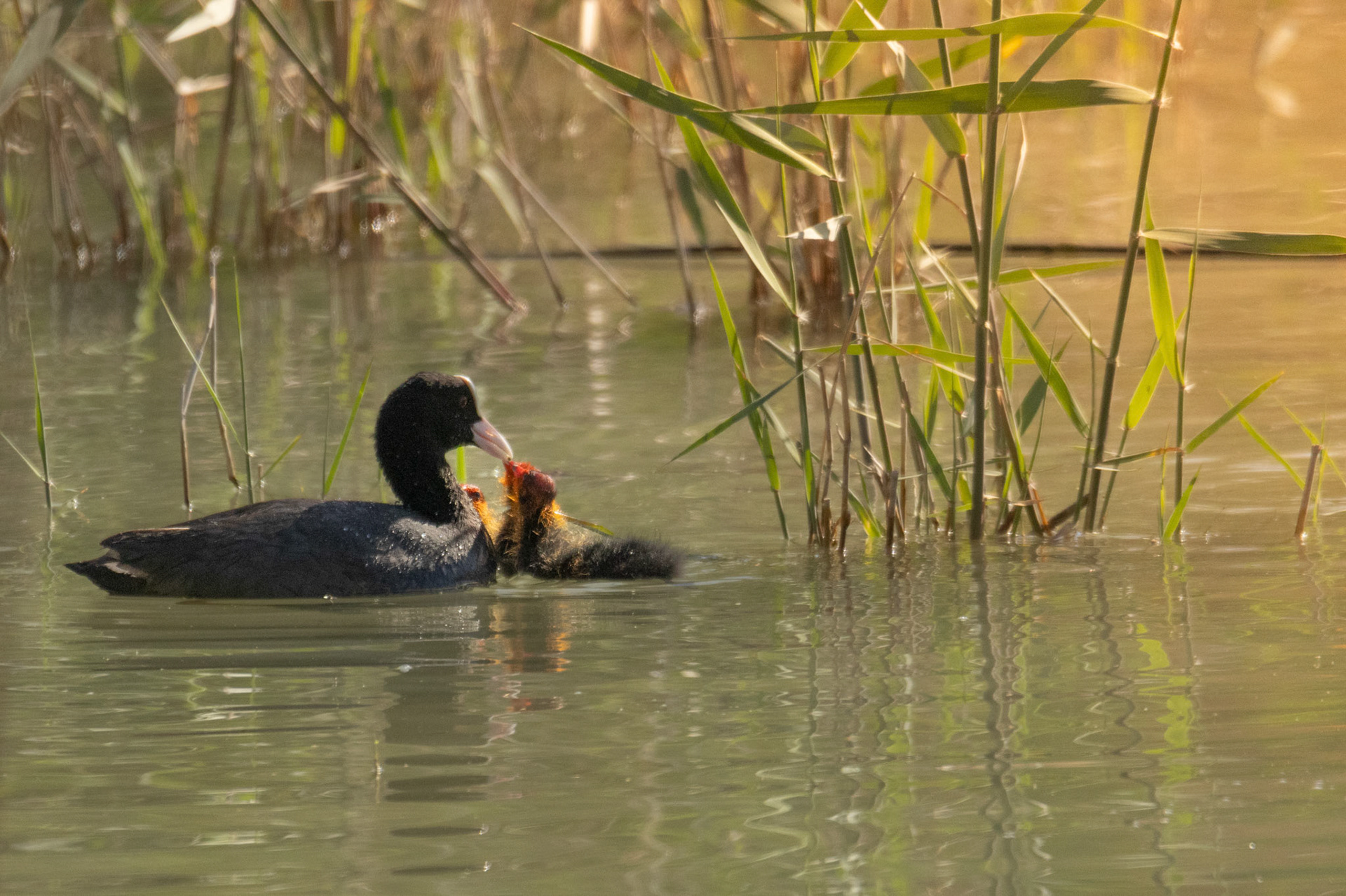 meerkoet El Hondo SP