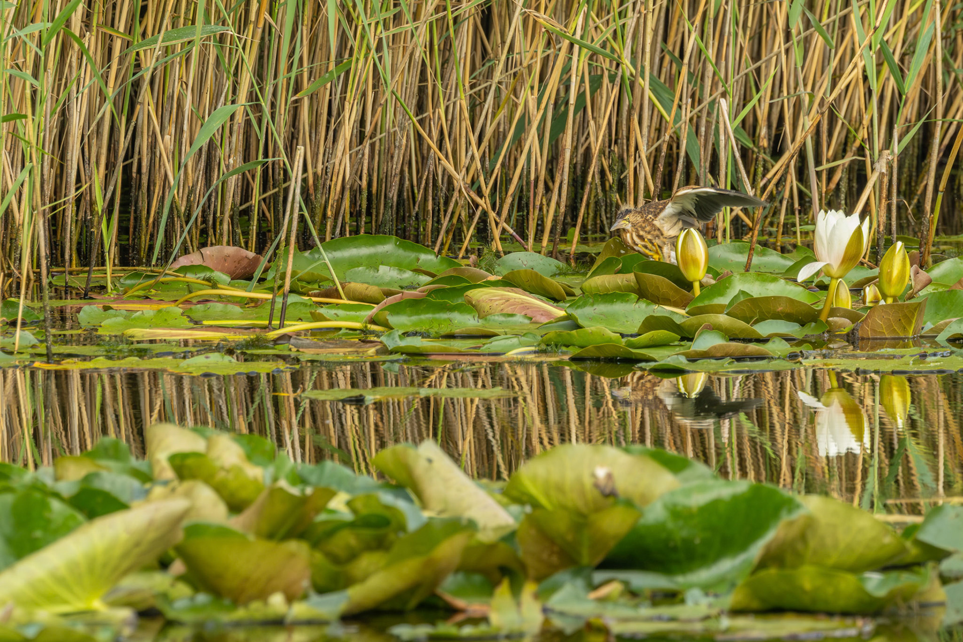 juviniele woudaap (kleinste reiger)