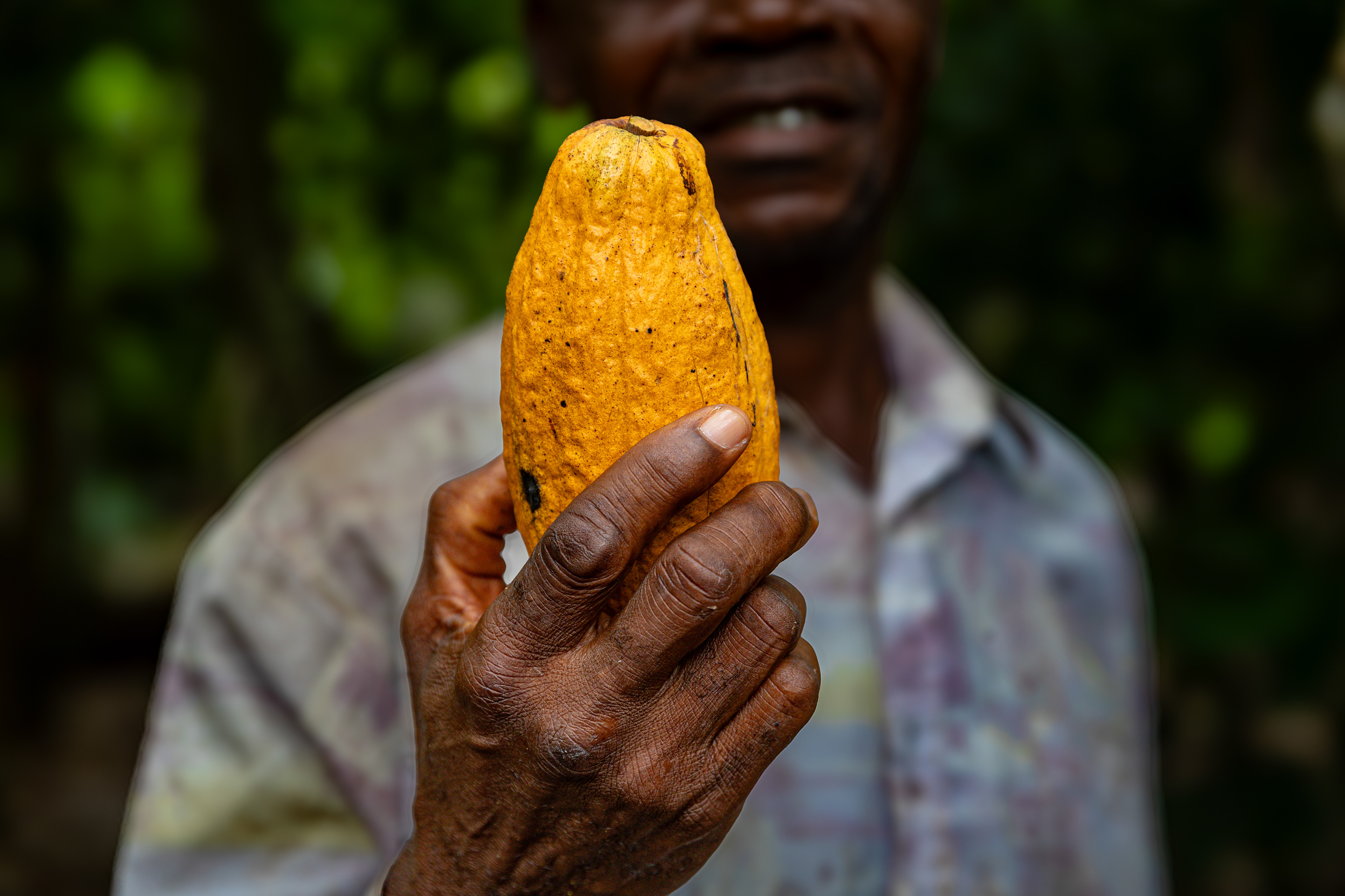 A cocoa pod on Digbeu Zeze Sylvain's plantation in Zokoguhé, a village 18 km from Daloa in western Côte d'Ivoire on June 29th, 2024.