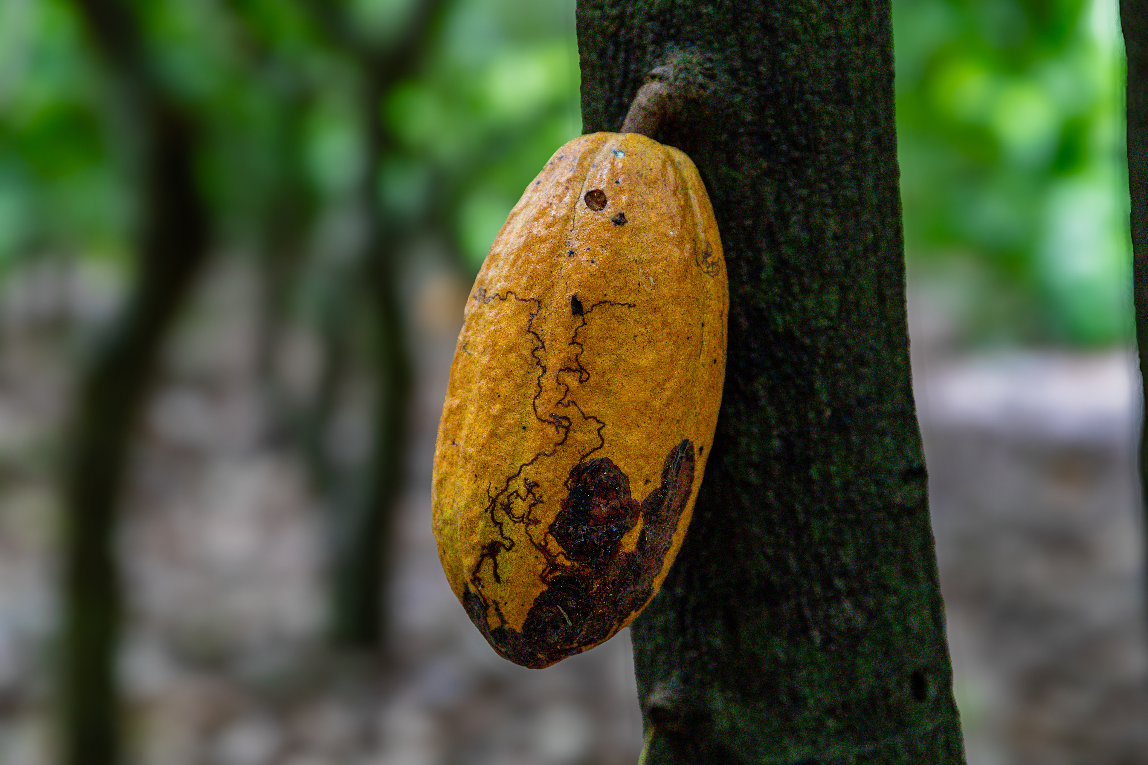 A cocoa pod on Digbeu Zeze Sylvain's plantation in Zokoguhé, a village 18 km from Daloa in western Côte d'Ivoire on June 29th, 2024.