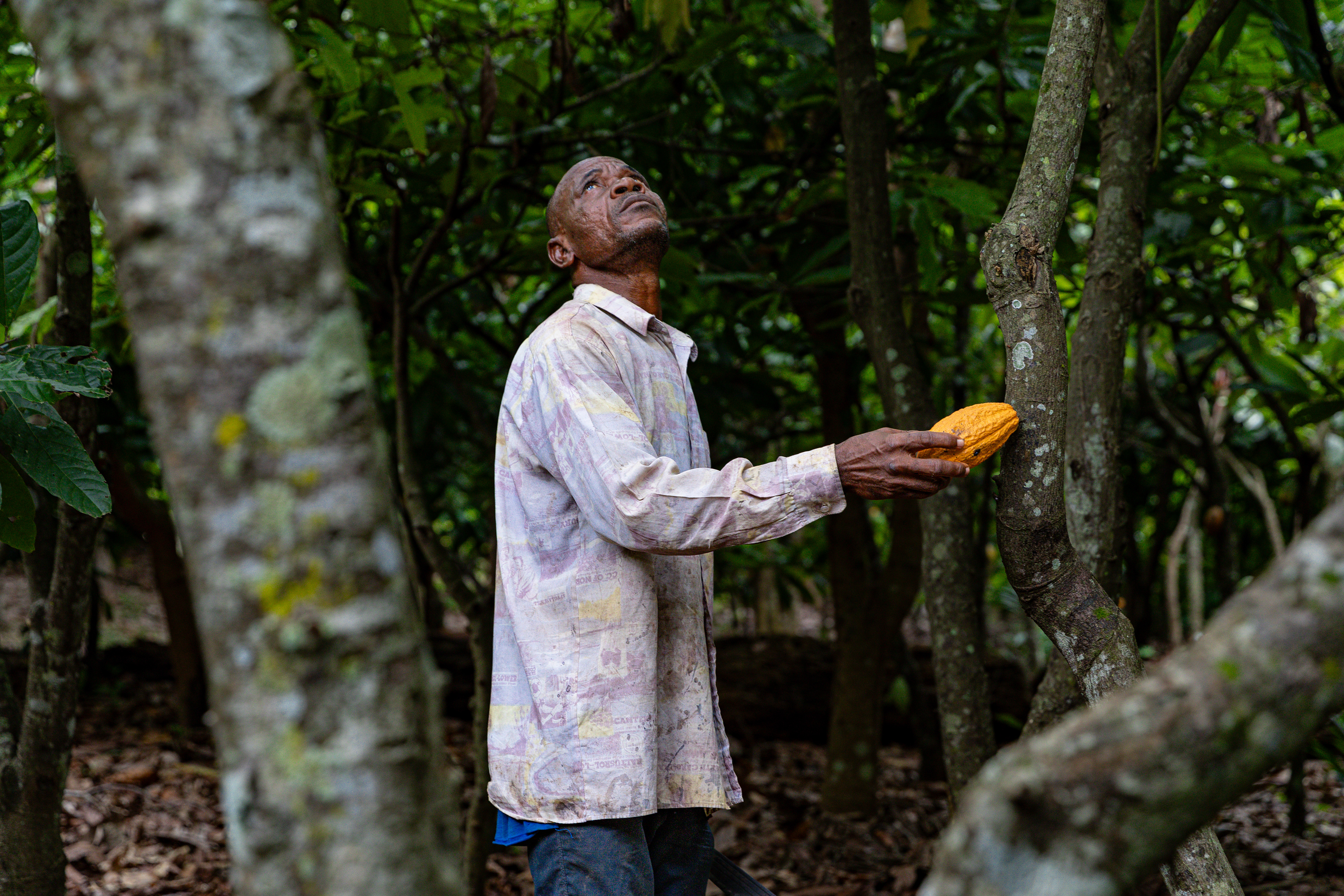Digbeu Zeze Sylvain works on his plantation in Zokoguhé, a village 18 km from Daloa in western Côte d'Ivoire on June 29th, 2024.