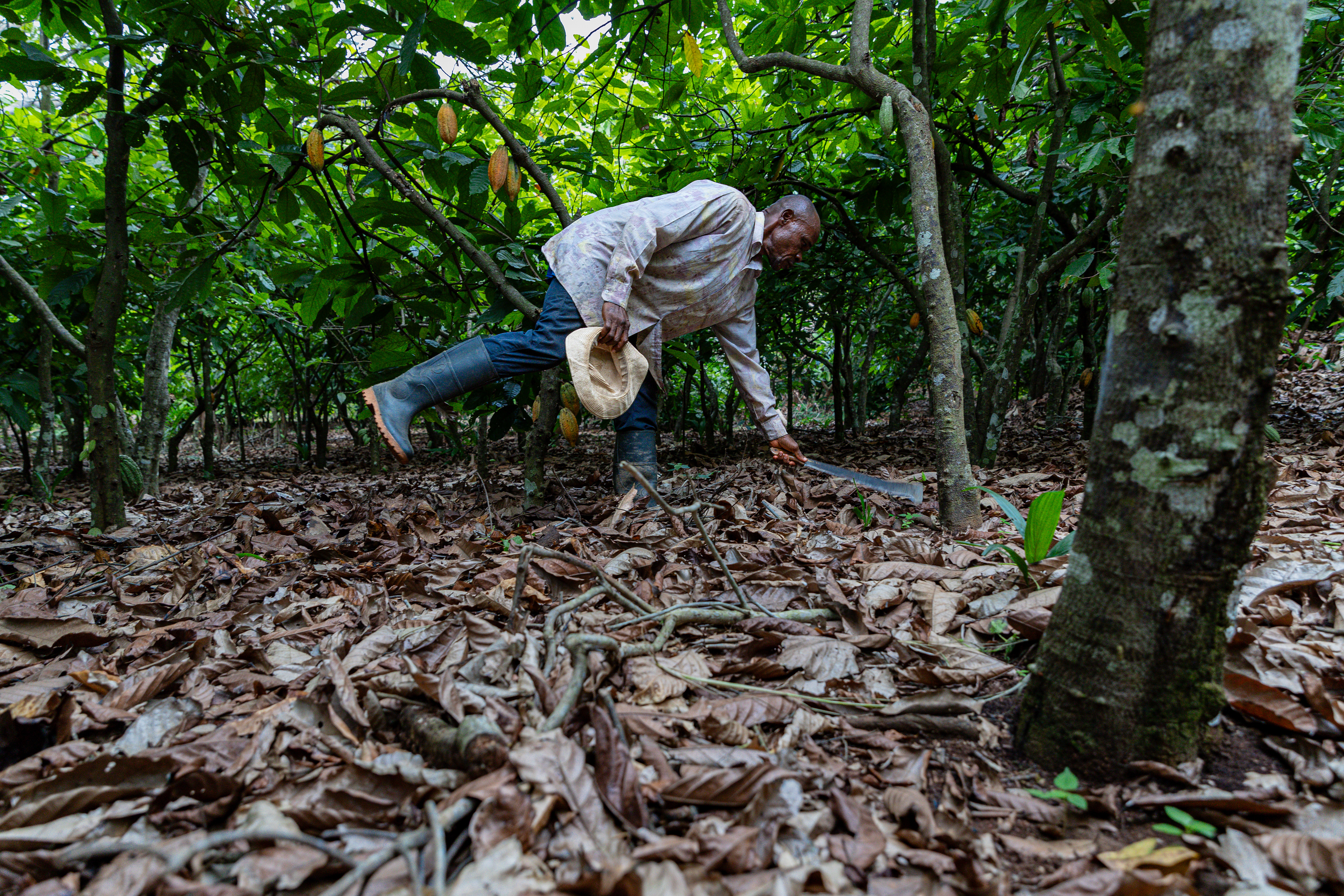 Digbeu Zeze Sylvain works on his plantation in Zokoguhé, a village 18 km from Daloa in western Côte d'Ivoire on June 29th, 2024.