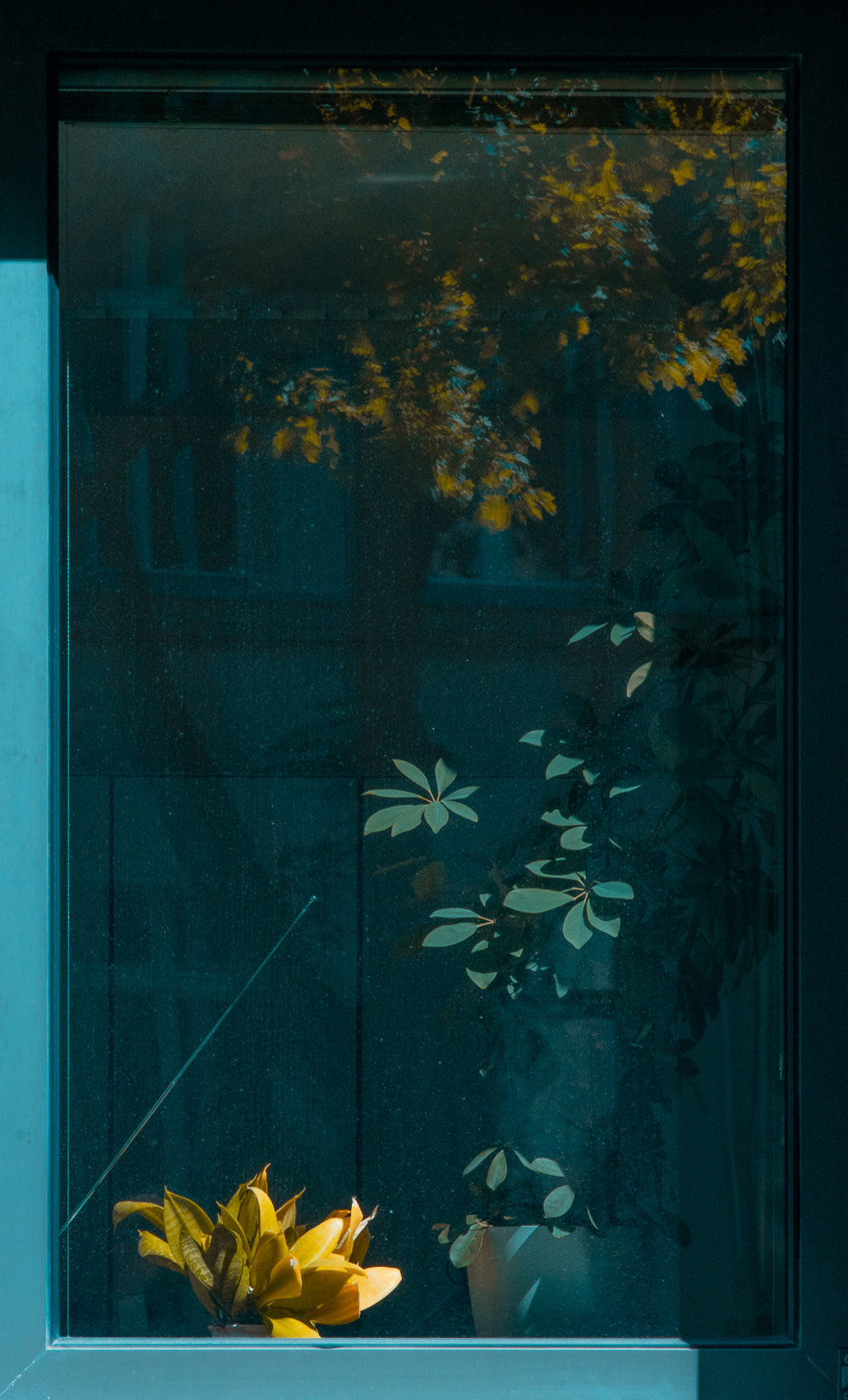 Window I (2024) | Minolta MD 135mm