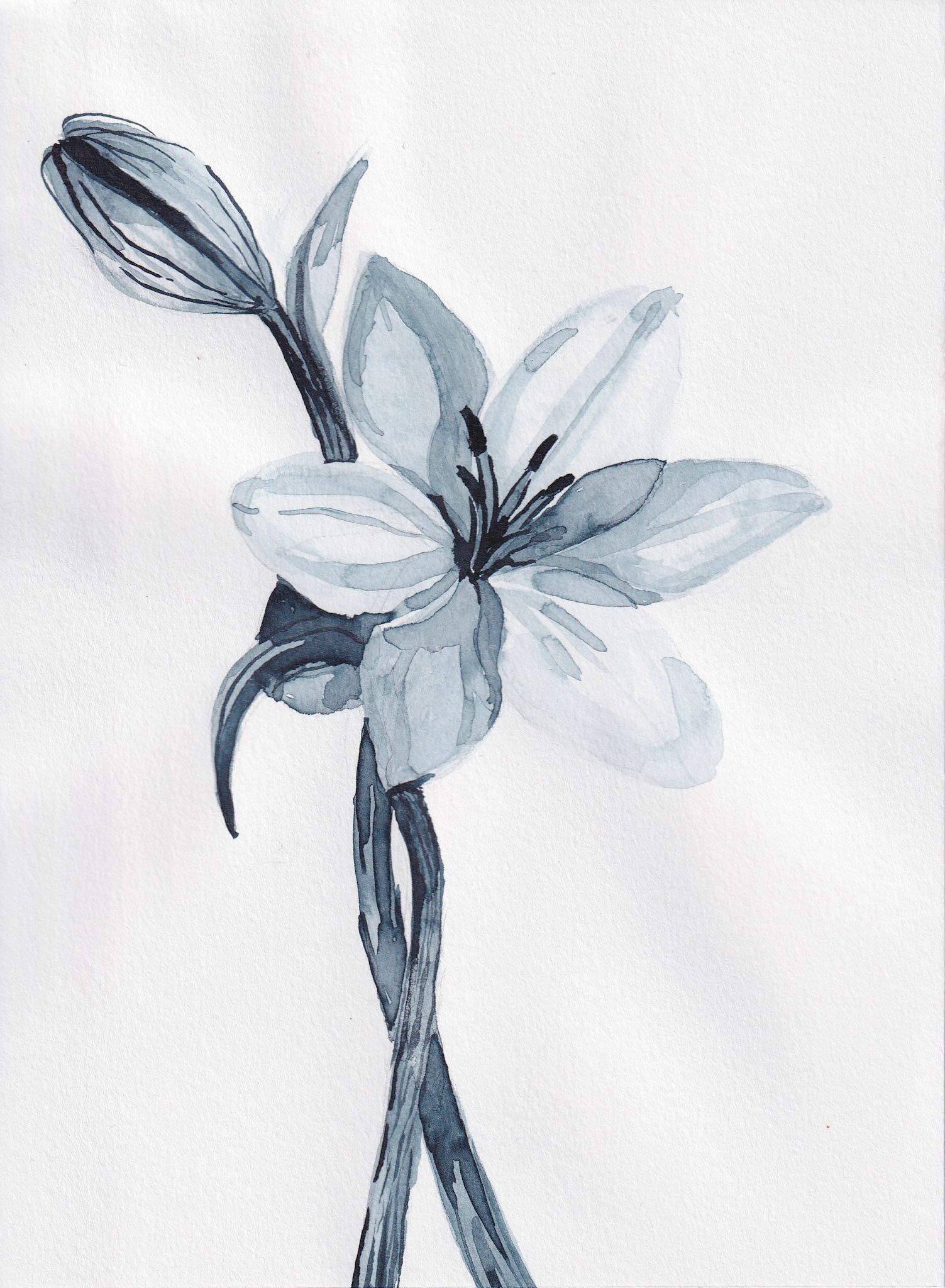 Lily 1