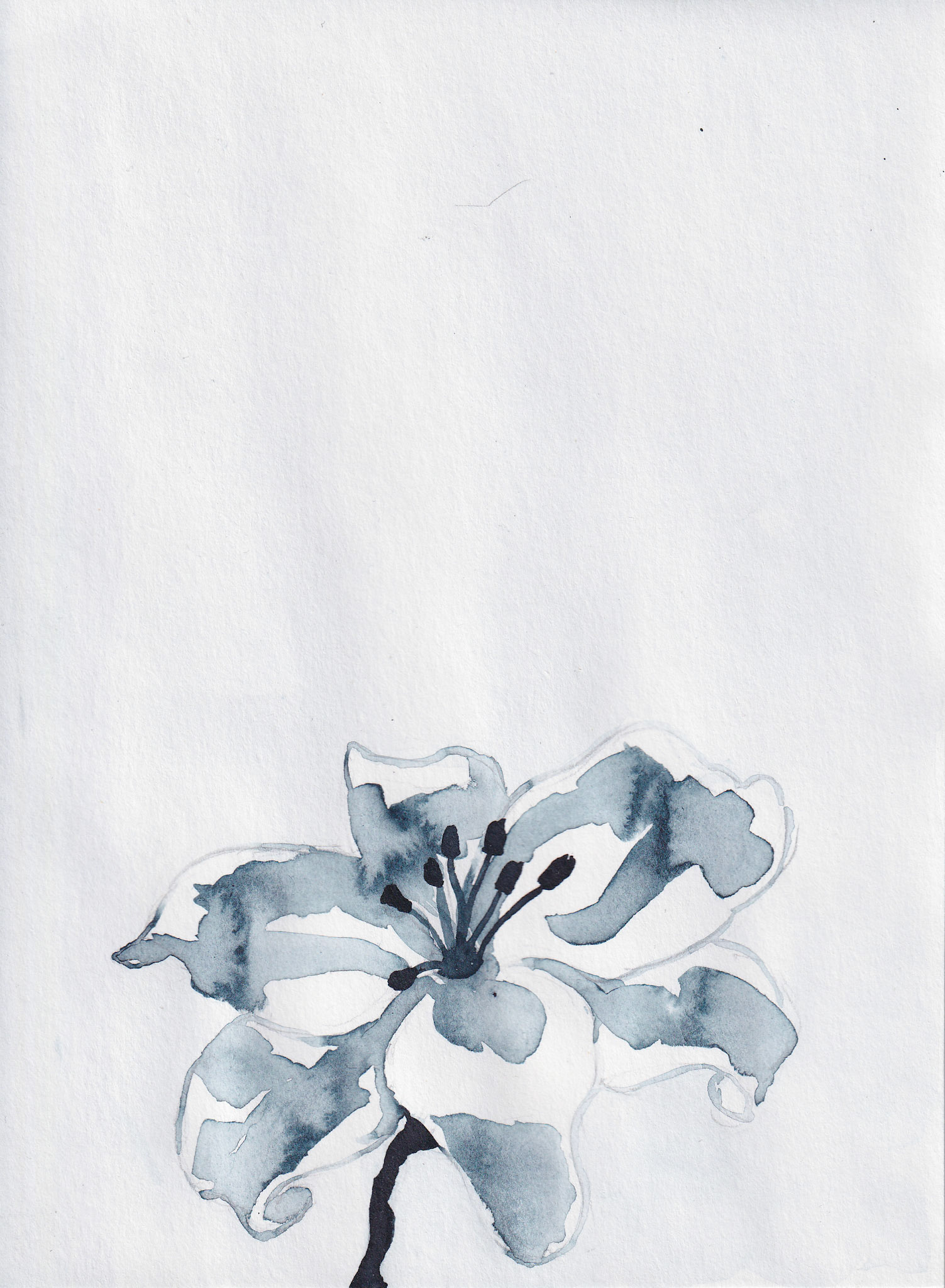 Lily 2