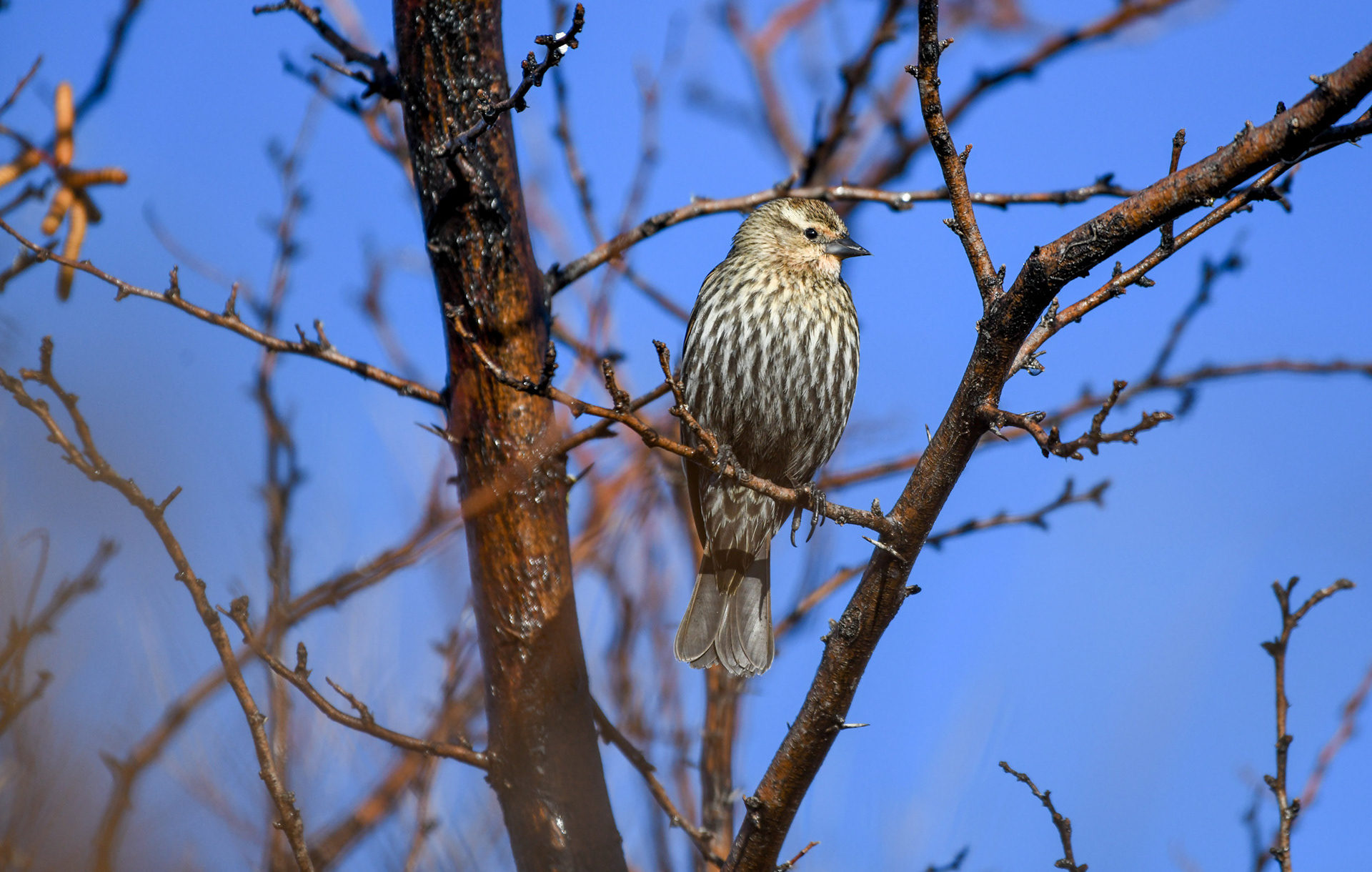 Red-winged Blackbird