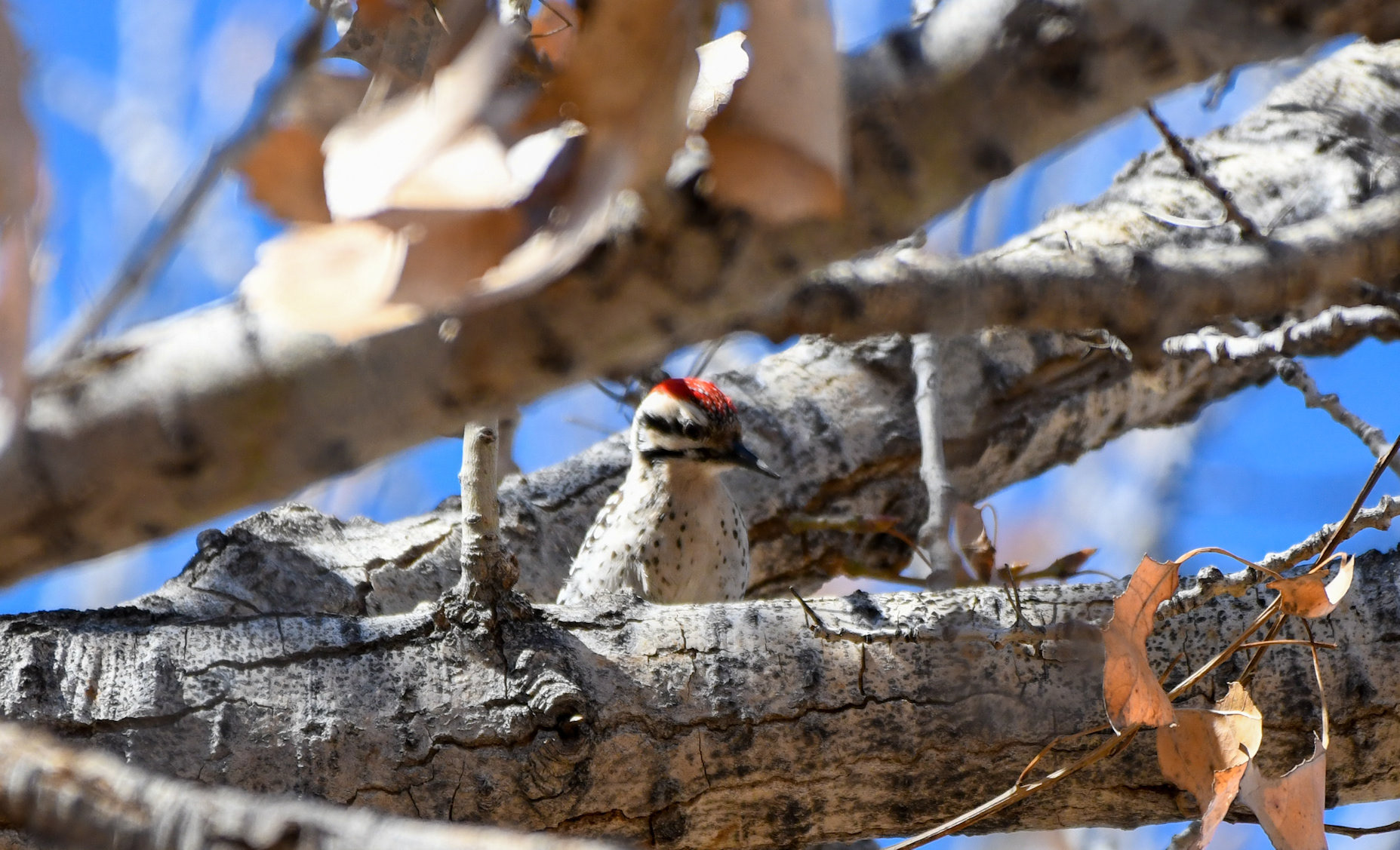Ladder=backed Woodpecker