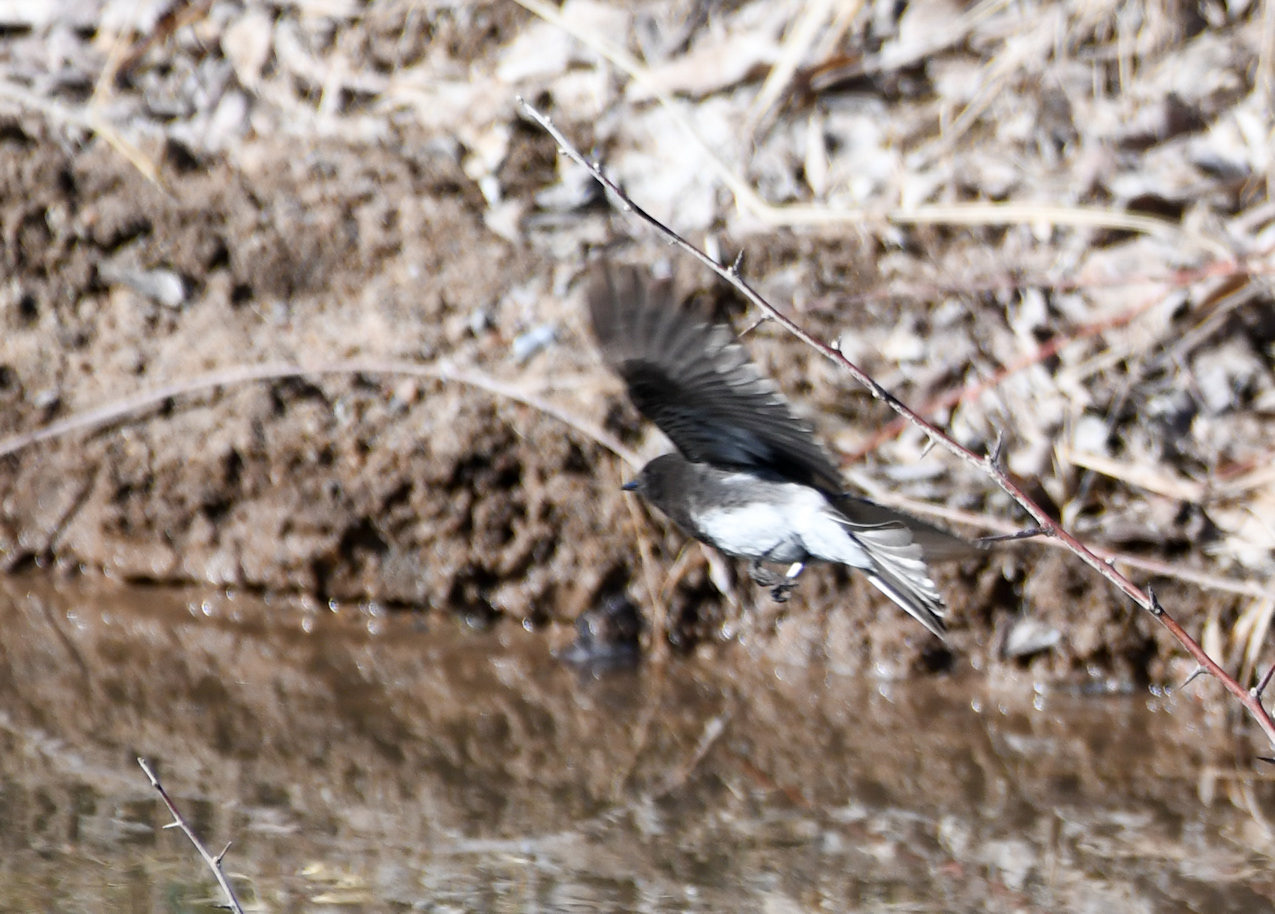 Black Phoebe