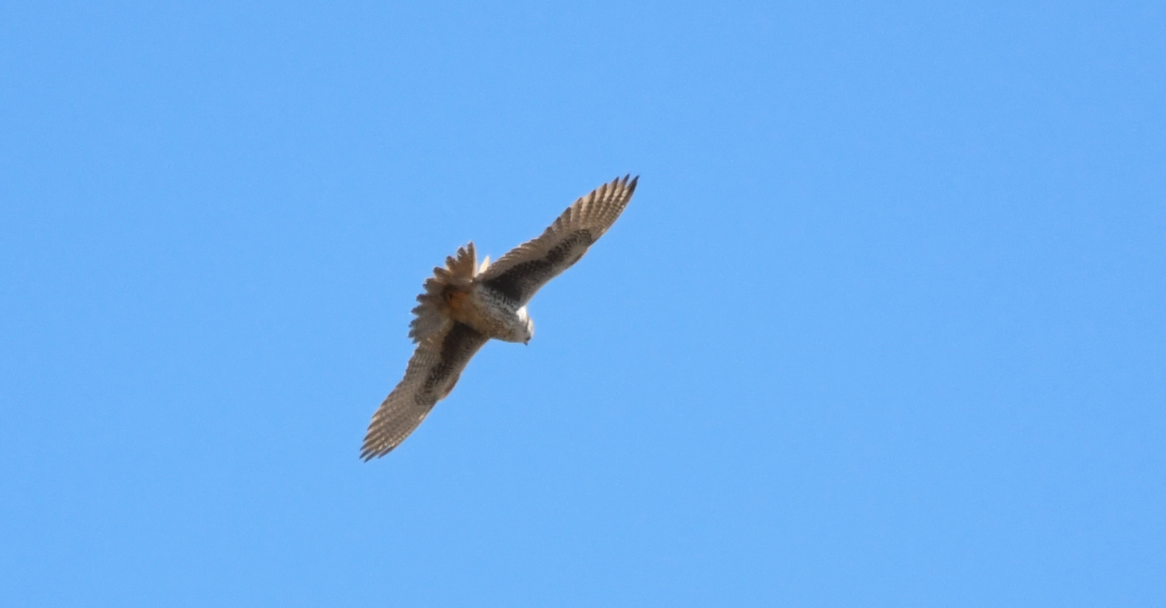 Prairie Falcon