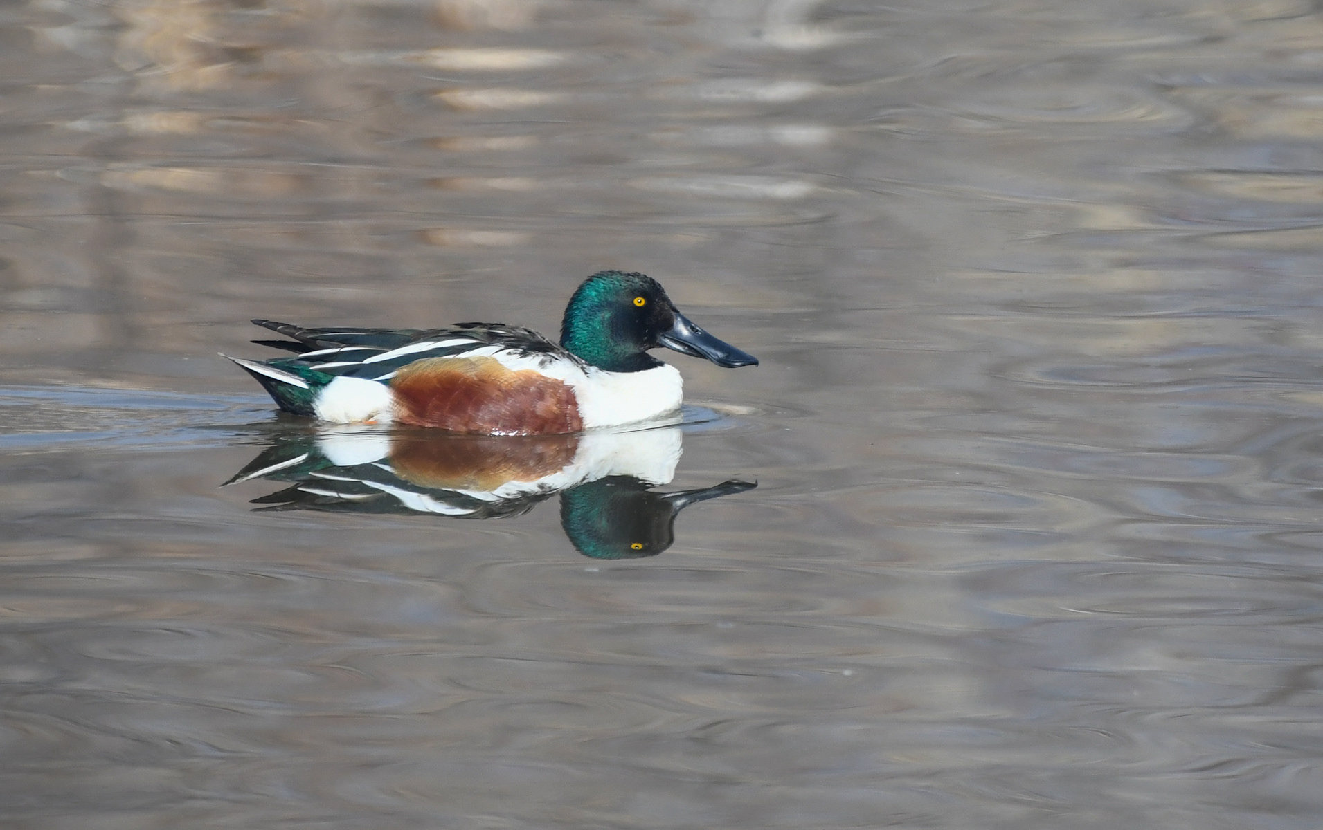 Morthern Shoveler