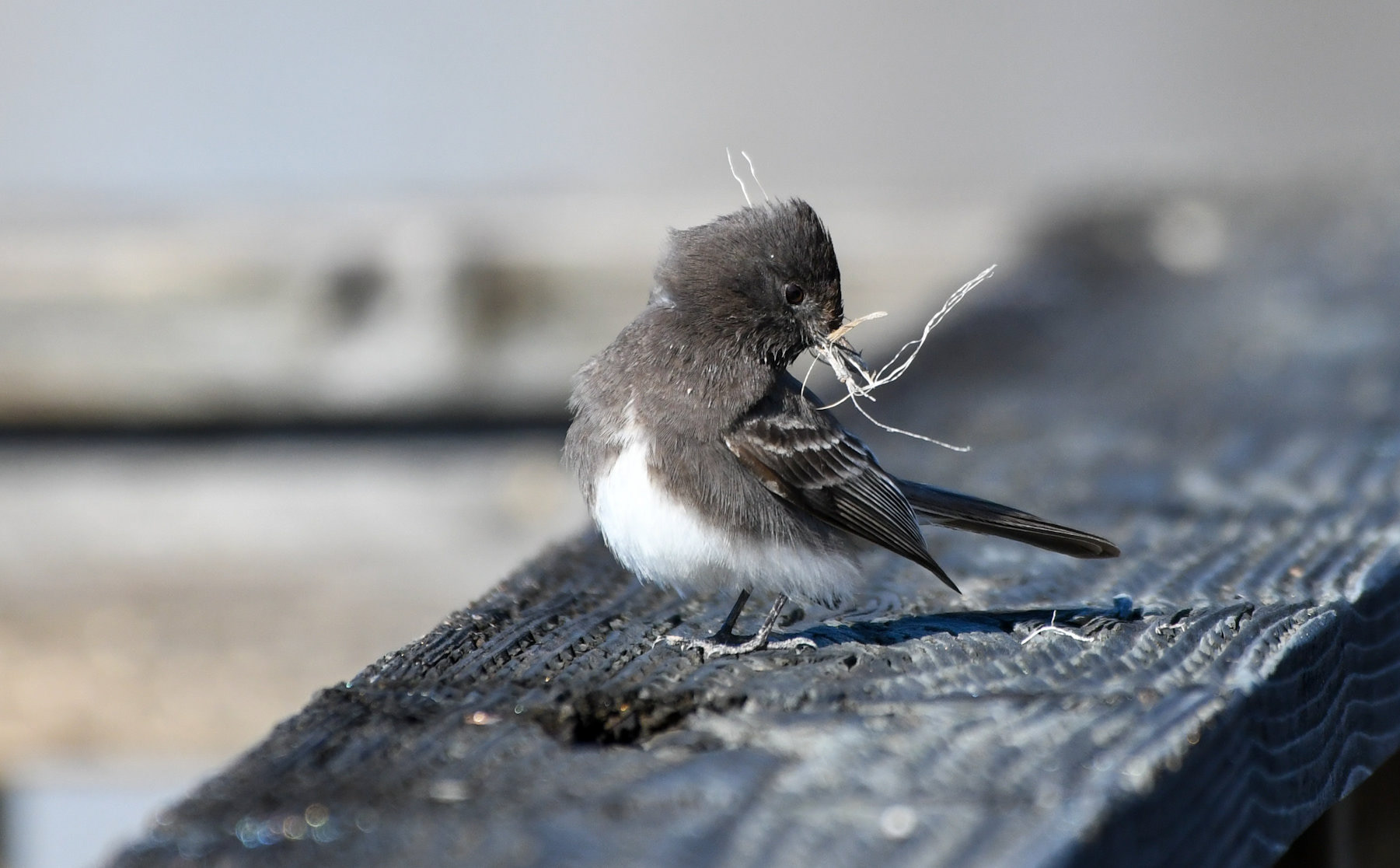 Black Phoebe