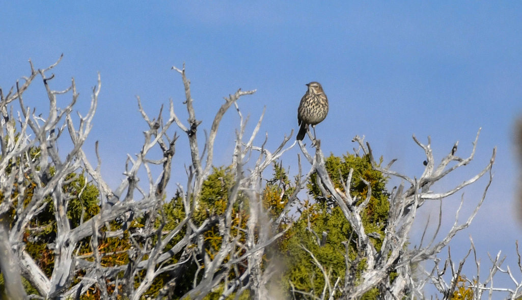 Sage Thrasher